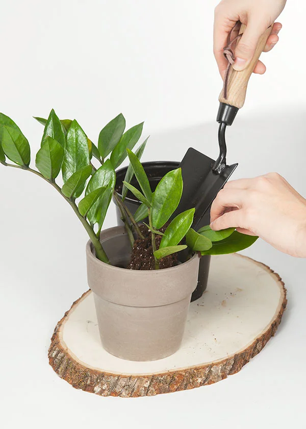 Wild Interiors — How to Propagate a ZZ Plant