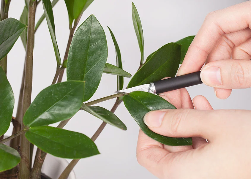 Wild Interiors — How to Propagate a ZZ Plant