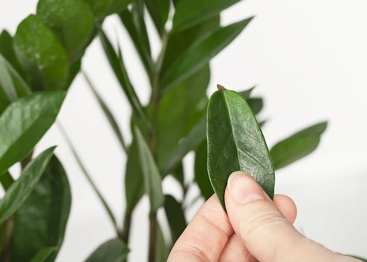 Wild Interiors  How to Propagate a ZZ Plant