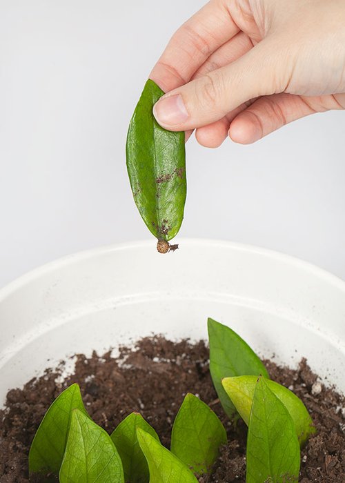 Wild Interiors  How to Propagate a ZZ Plant