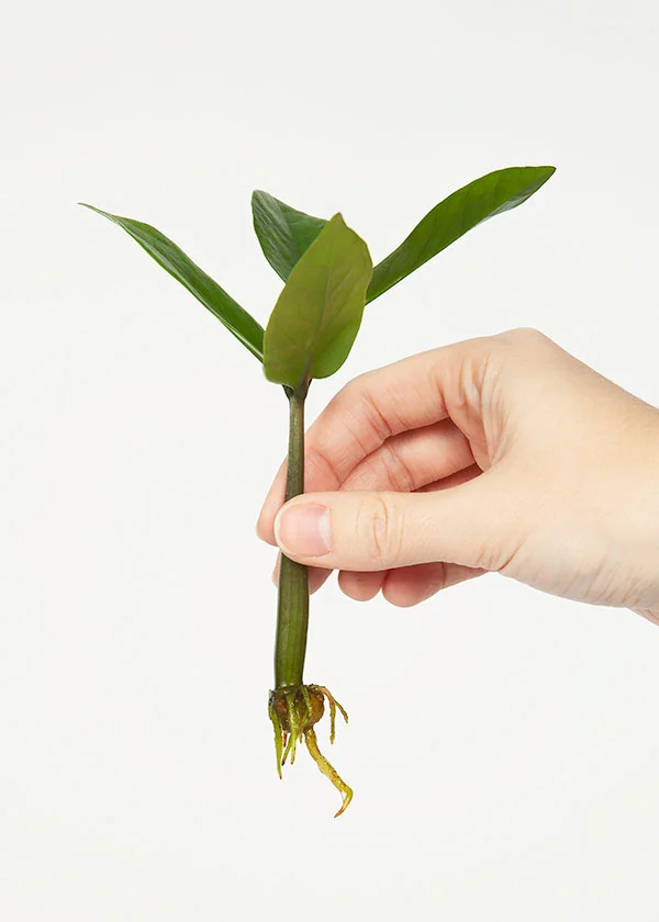 Wild Interiors — How to Propagate a ZZ Plant