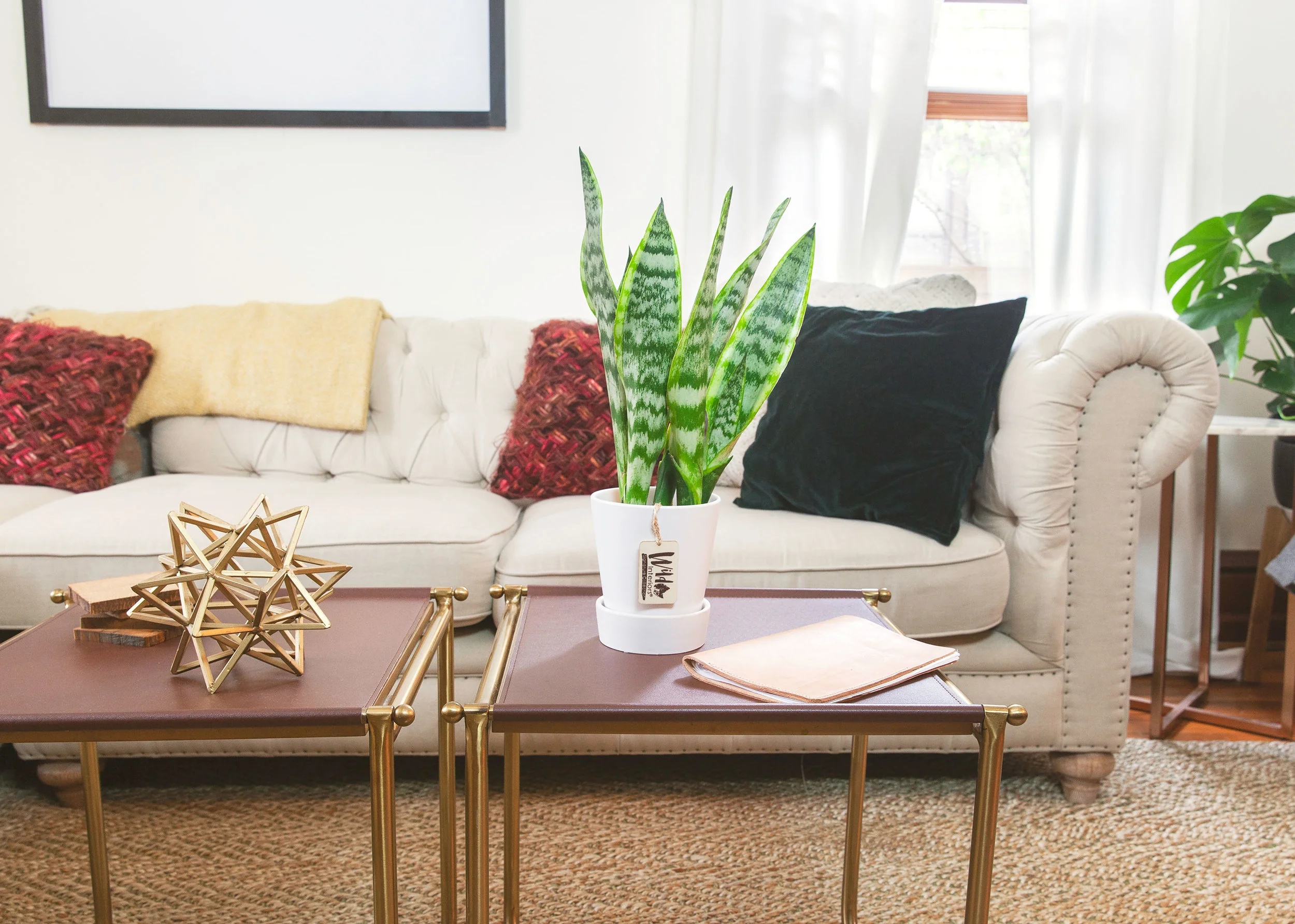 How-to-Care-for-Sansevieria.jpg