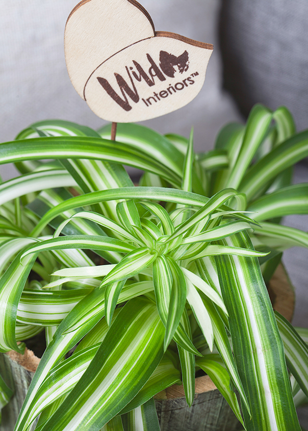 How to Care for a Spider Plant