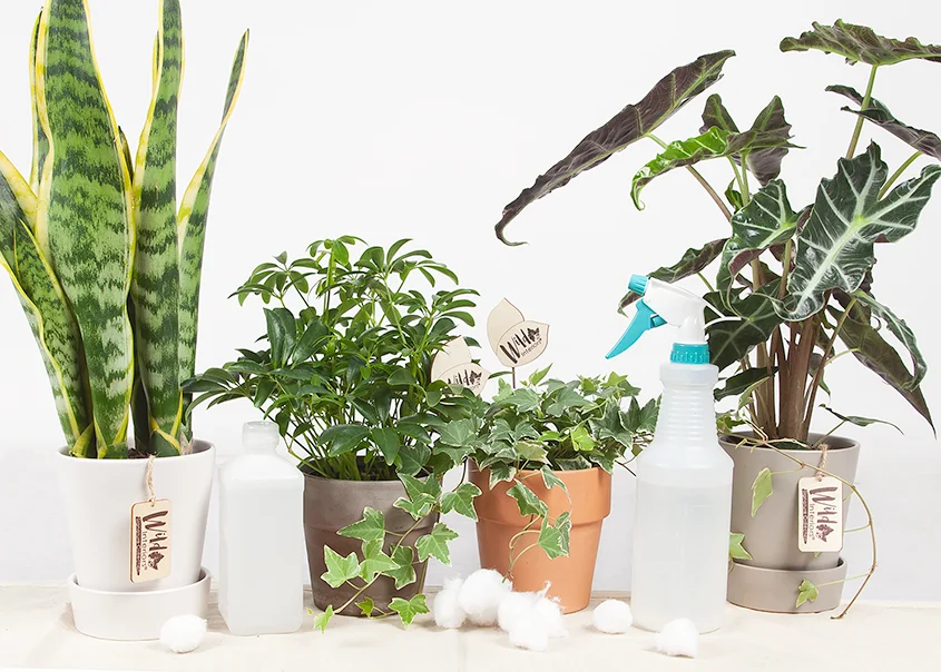 Wild Interiors — 5 Common Houseplant Pests and How to Treat Them