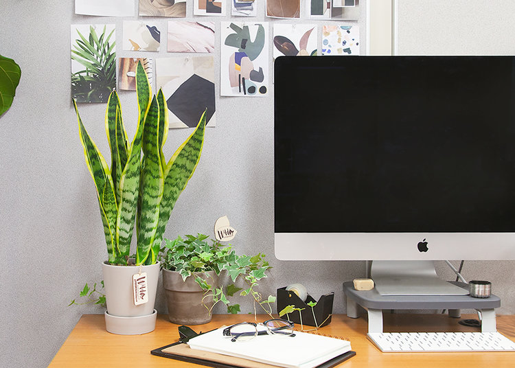 Plantes d'intérieur pour bureaux