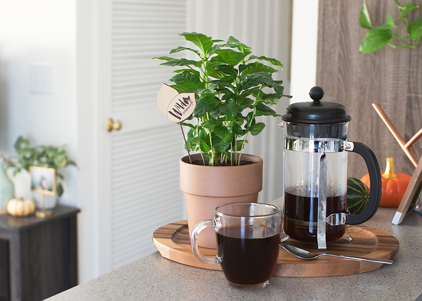 Pflege der Kaffeepflanze