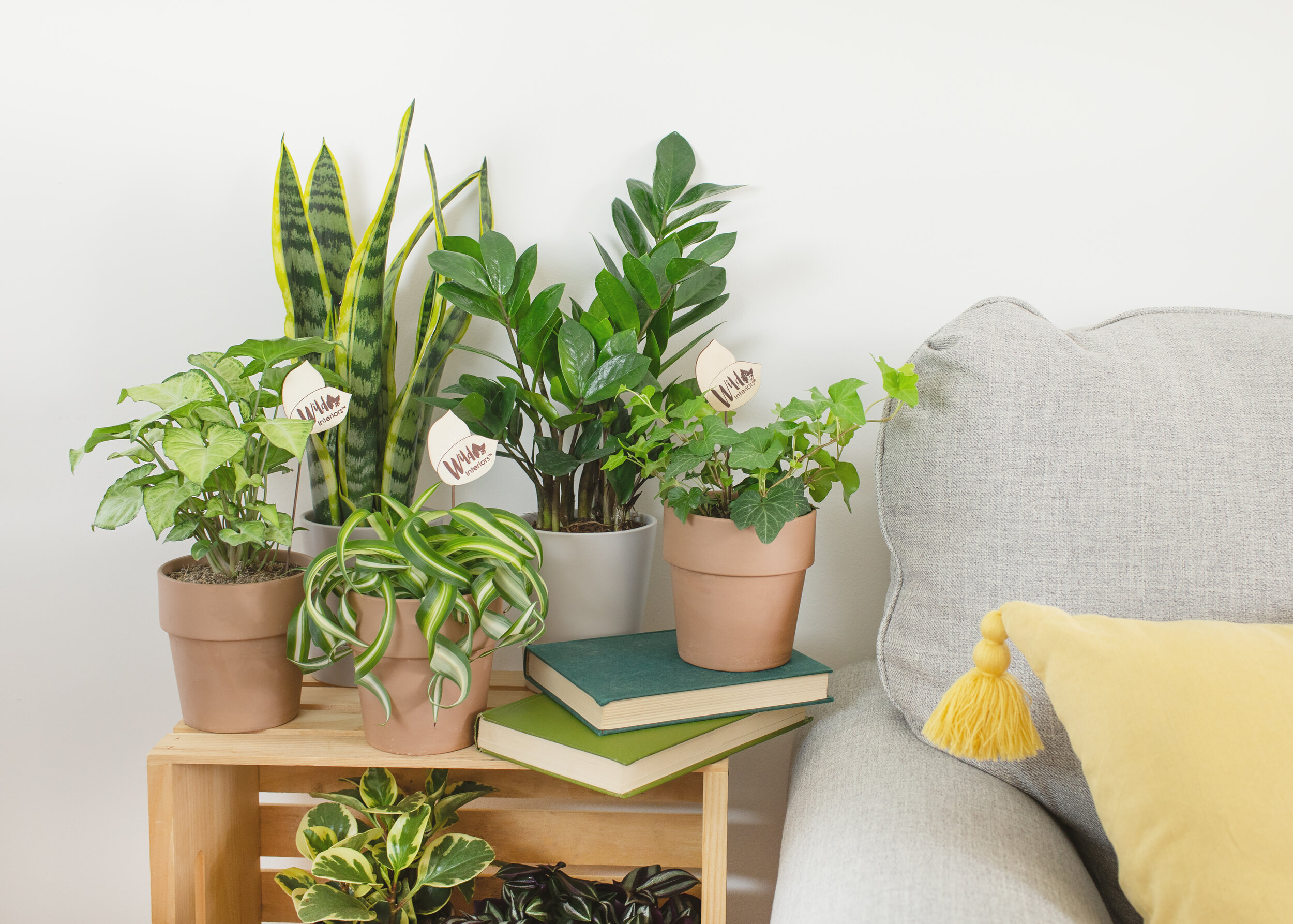 Wild Interiors — The Best Houseplants for Your Light Level