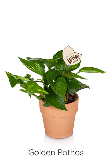 pothos.jpg