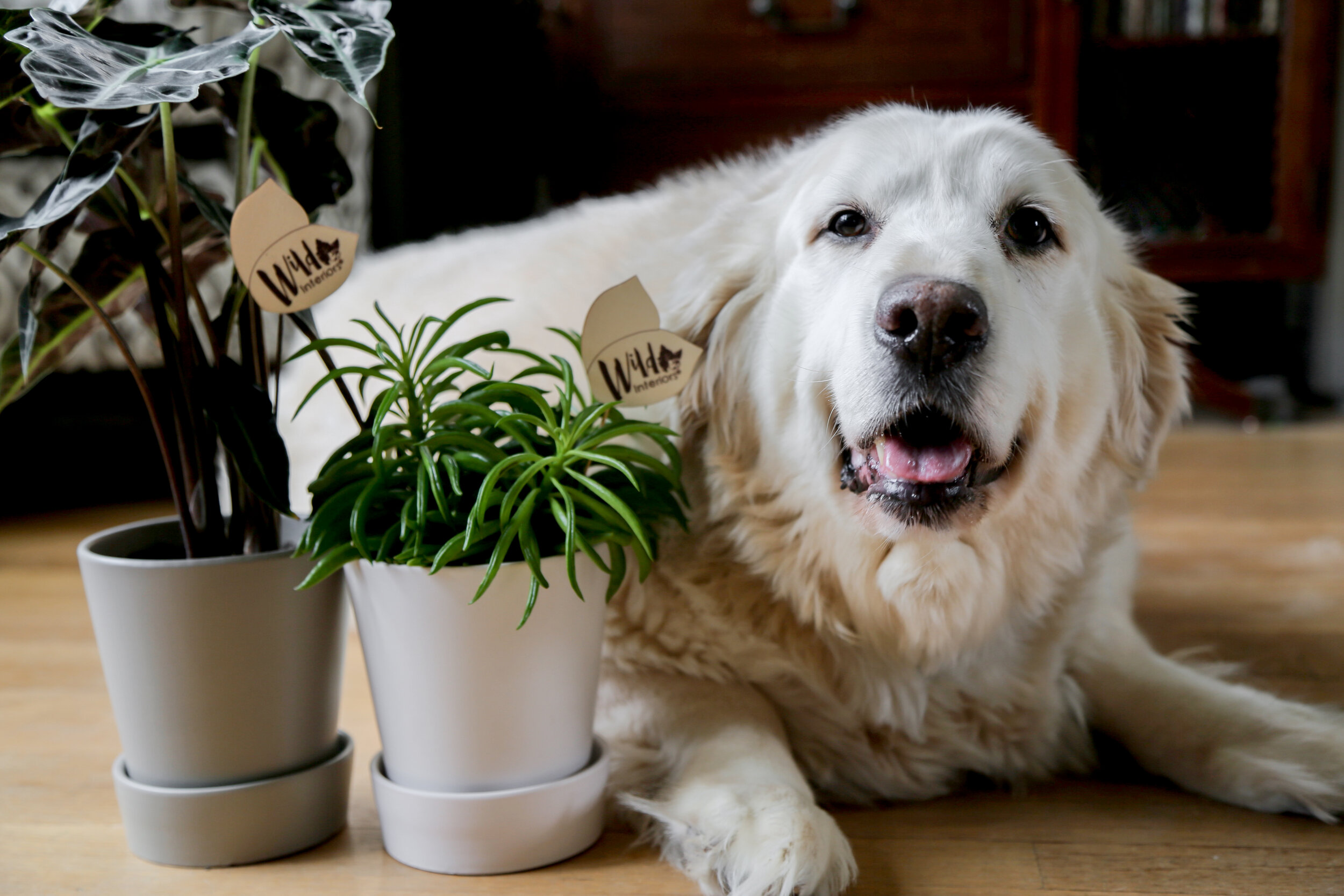 Common Poisonous Plants For Dogs
