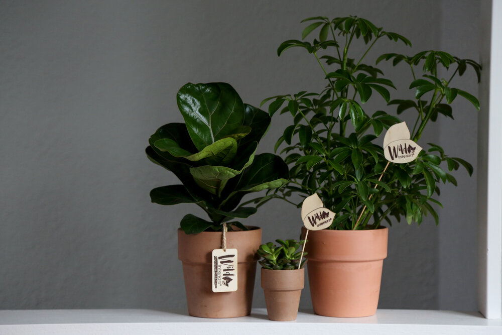Wild Interiors Dwarf Plants Mini Houseplants Make A Big Impact - Miniature Plants Home Decor
