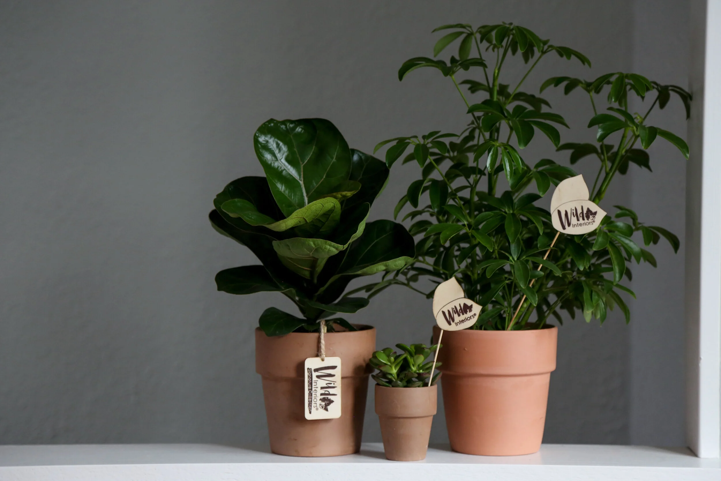 Wild Interiors — Dwarf Plants Mini Houseplants Make a Big