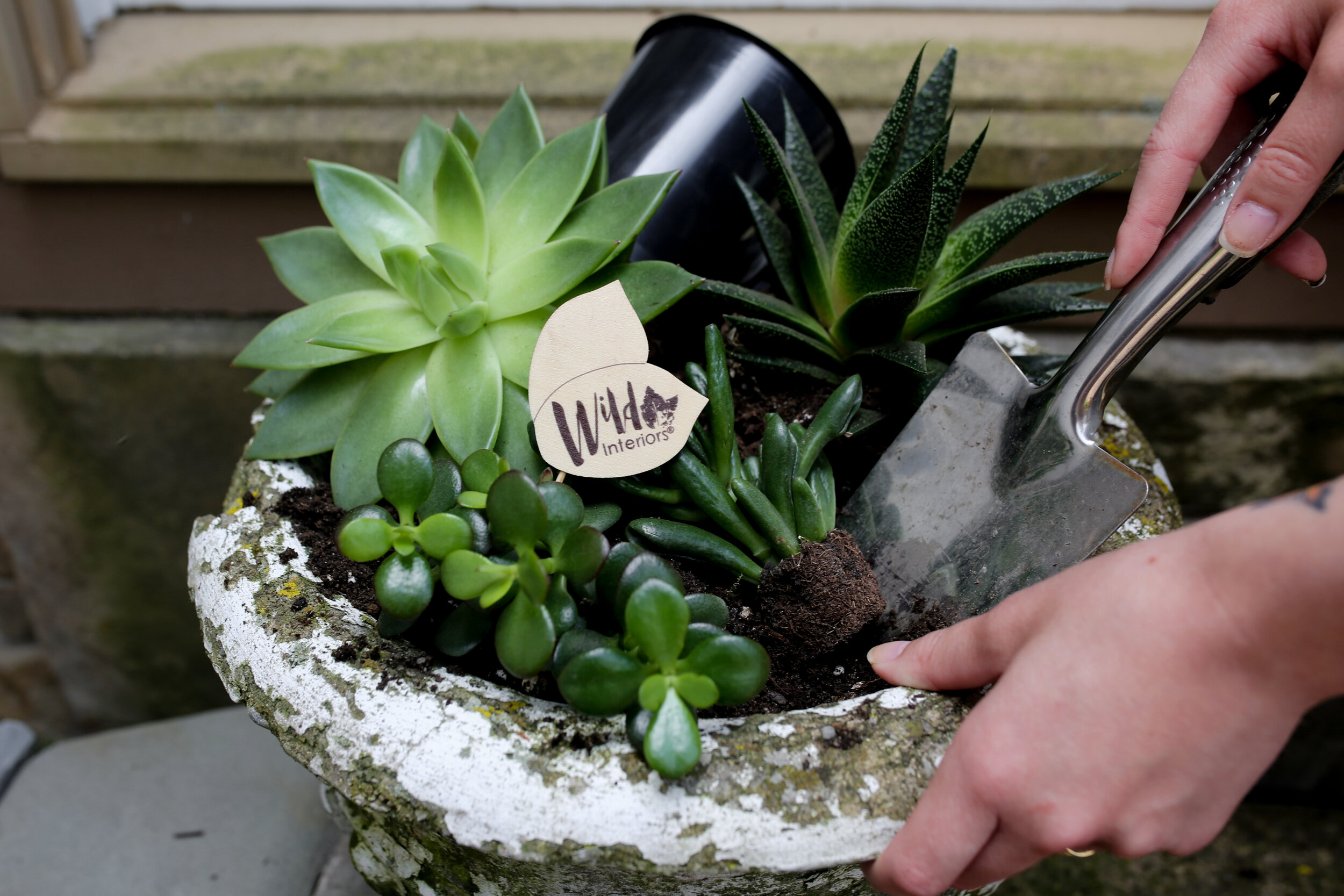 How to Choose a Container for Your Houseplant