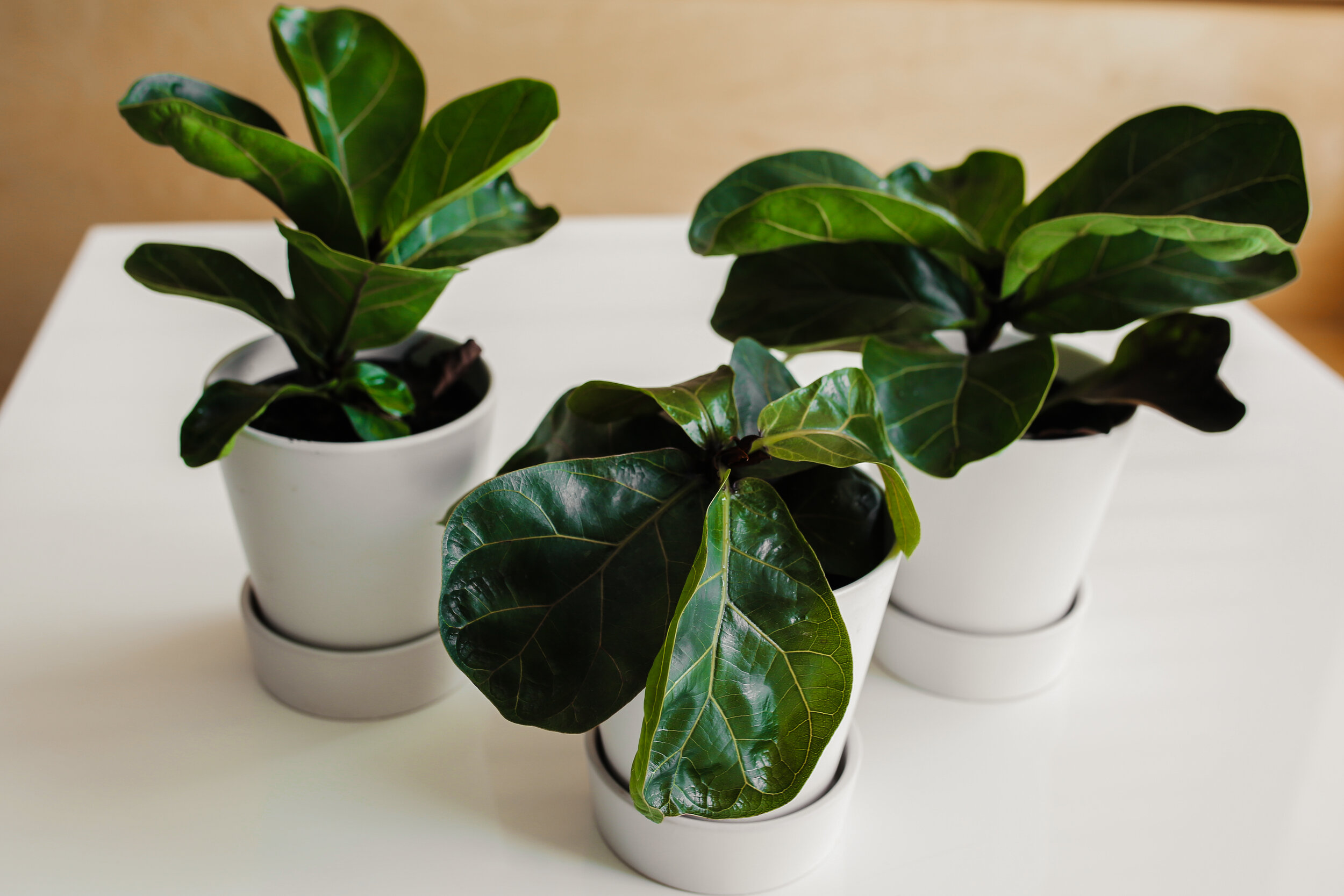 Wild Interiors — What's With My Fiddle Leaf Fig?: How Common Fiddle Leaf Fig Issues