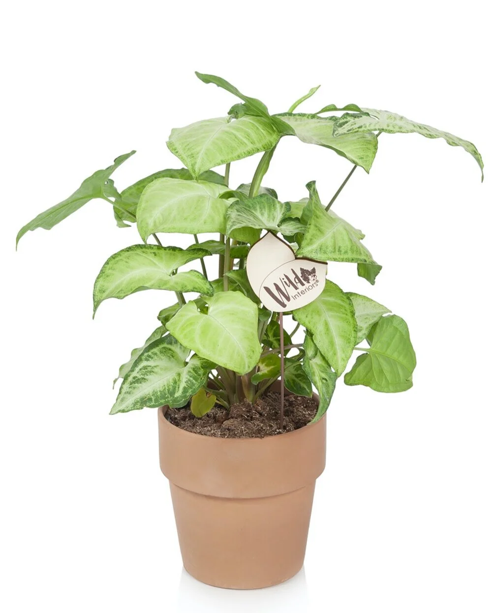 Wild Interiors — LowMaintenance Indoor Plants 5 Best