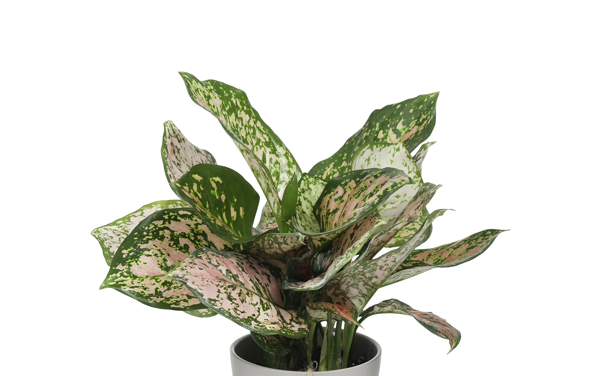 Wild Interiors Pretty In Pink 5 Pink Indoor Plants To Add To Your Jungle