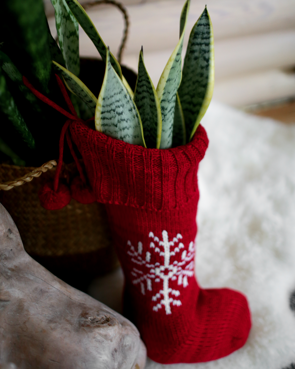 Wild Interiors — Best Plant Gifts for Christmas