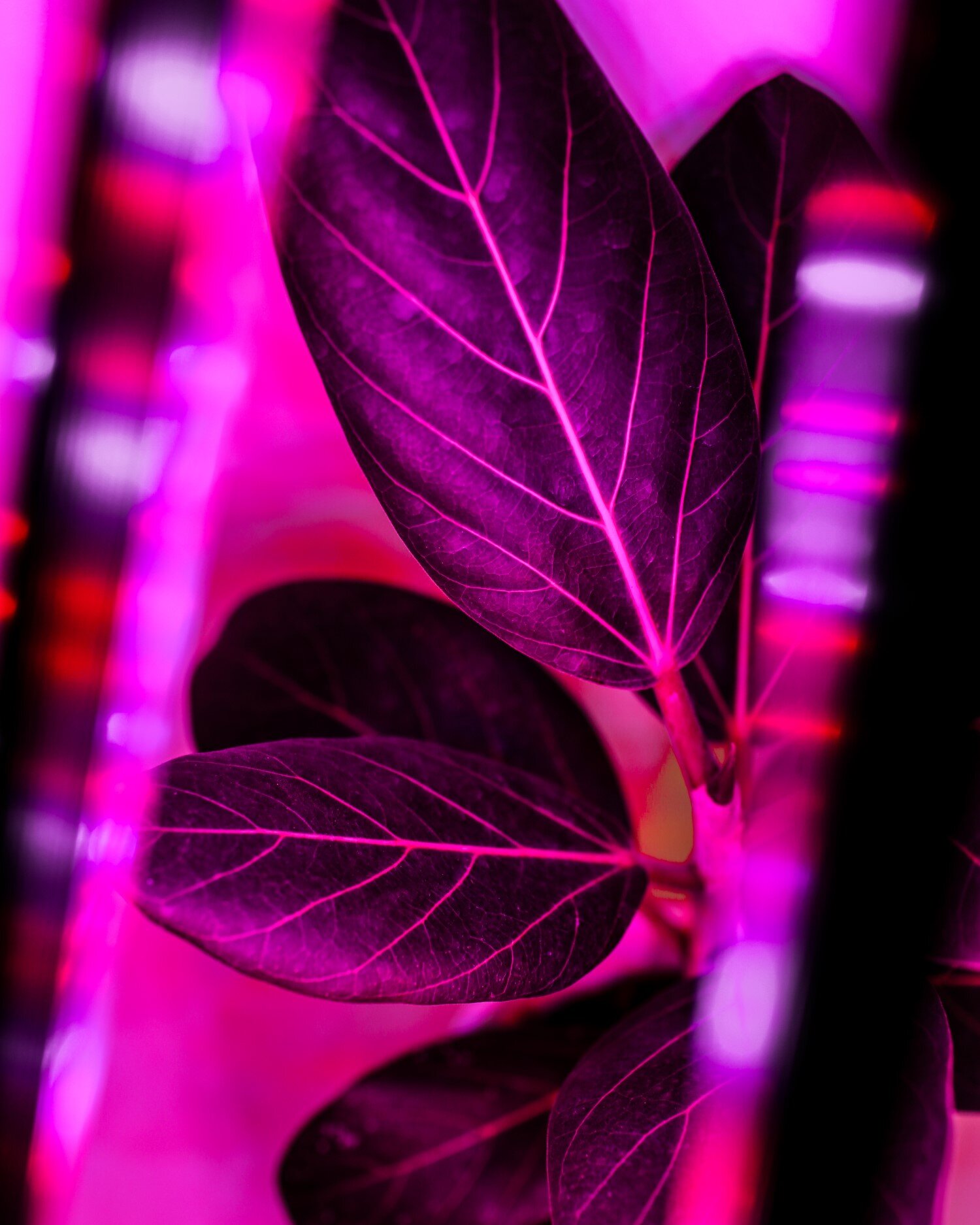 Do Grow Lights Work? Everything You Need to Know