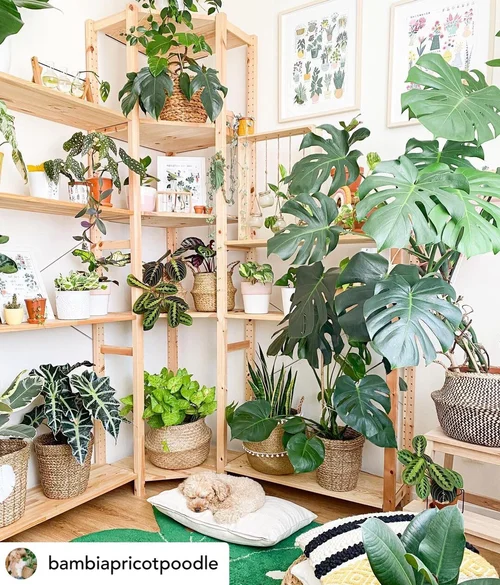 Indoor Plant Decoration Ideas: Transform Your Space Now