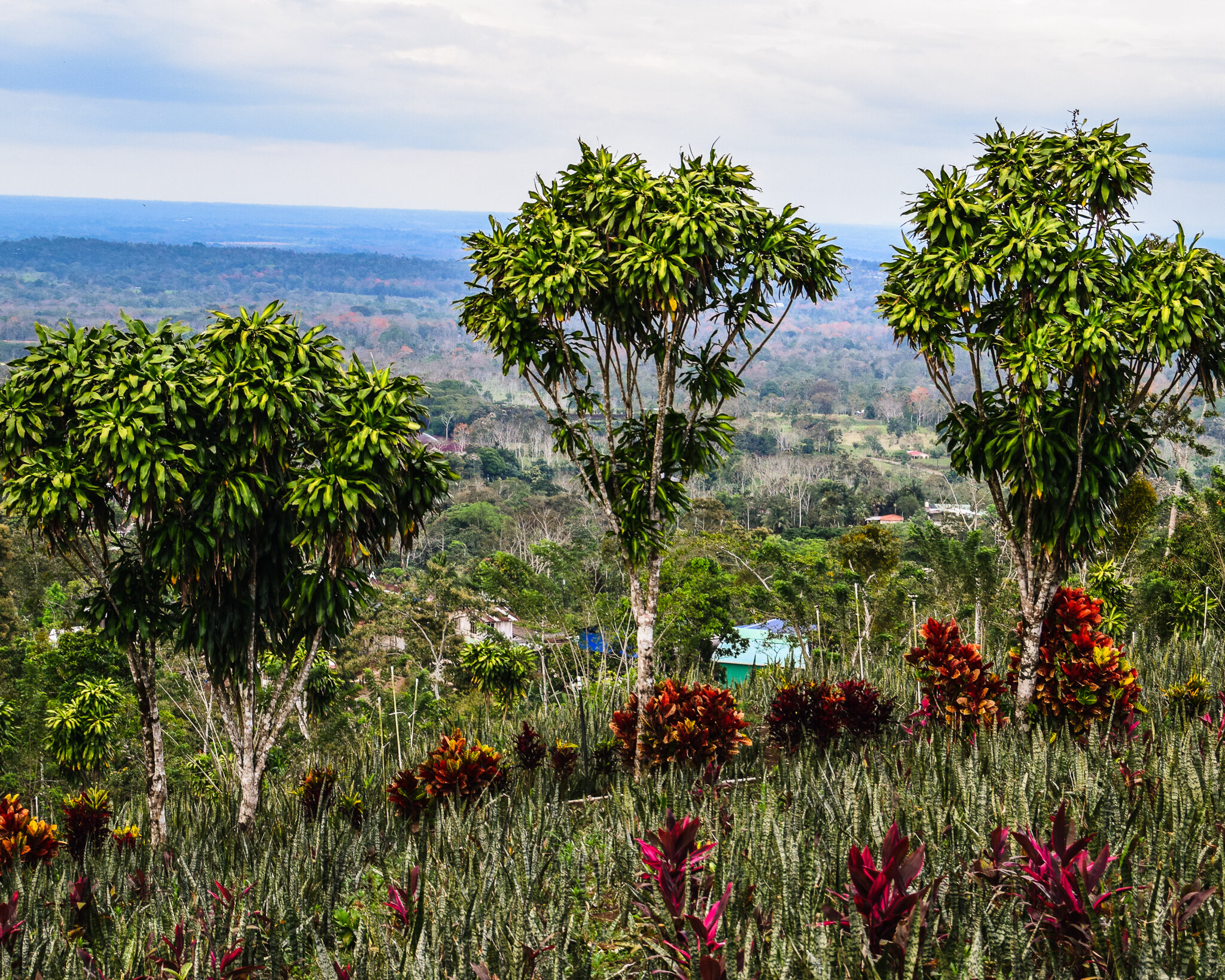 Dracaena massangeanas in Costa Rica