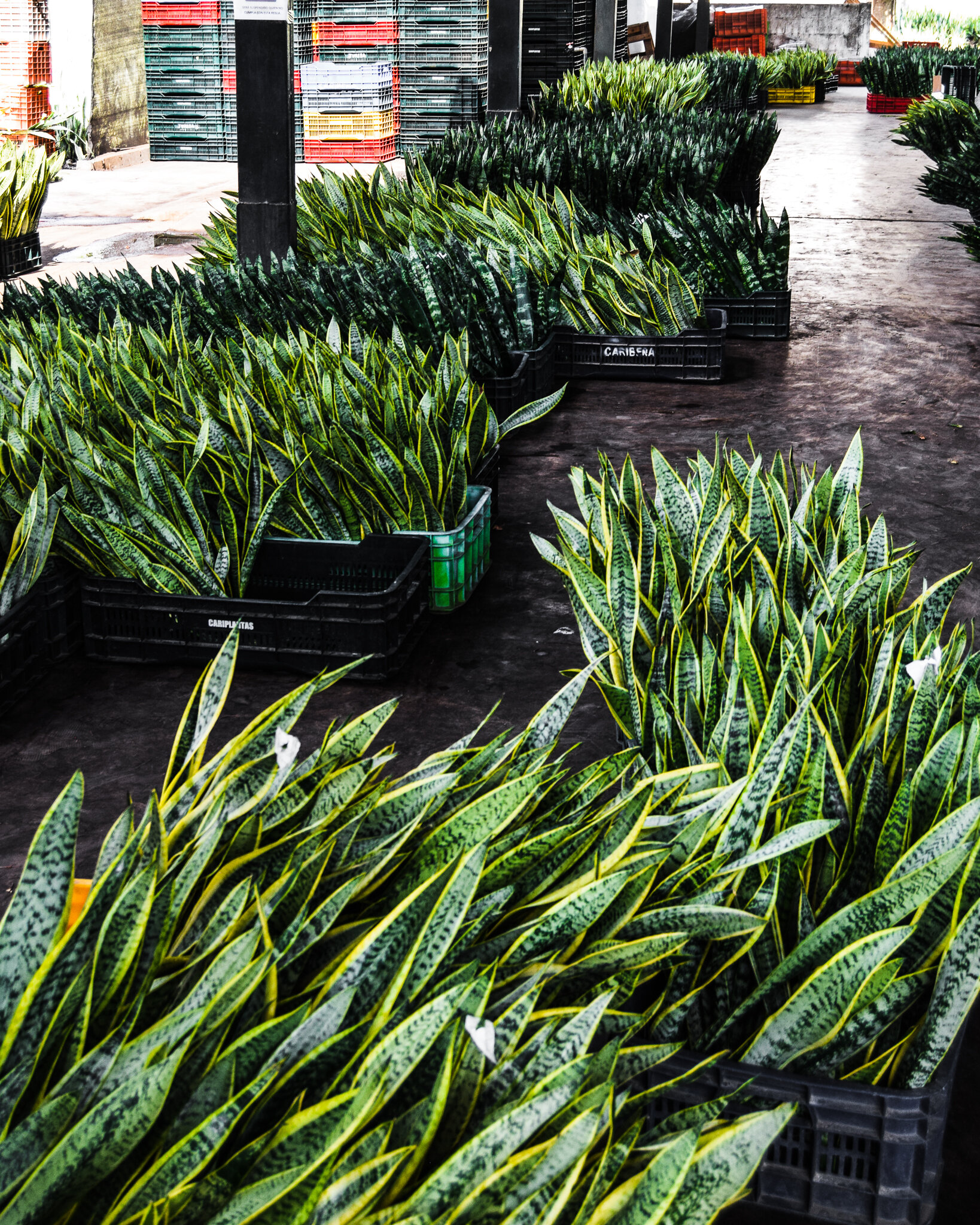 Sansevierias awaiting processing