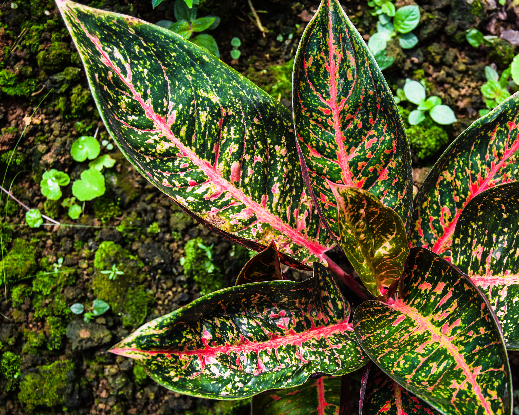 Aglaonemas at a farm in Guatemala