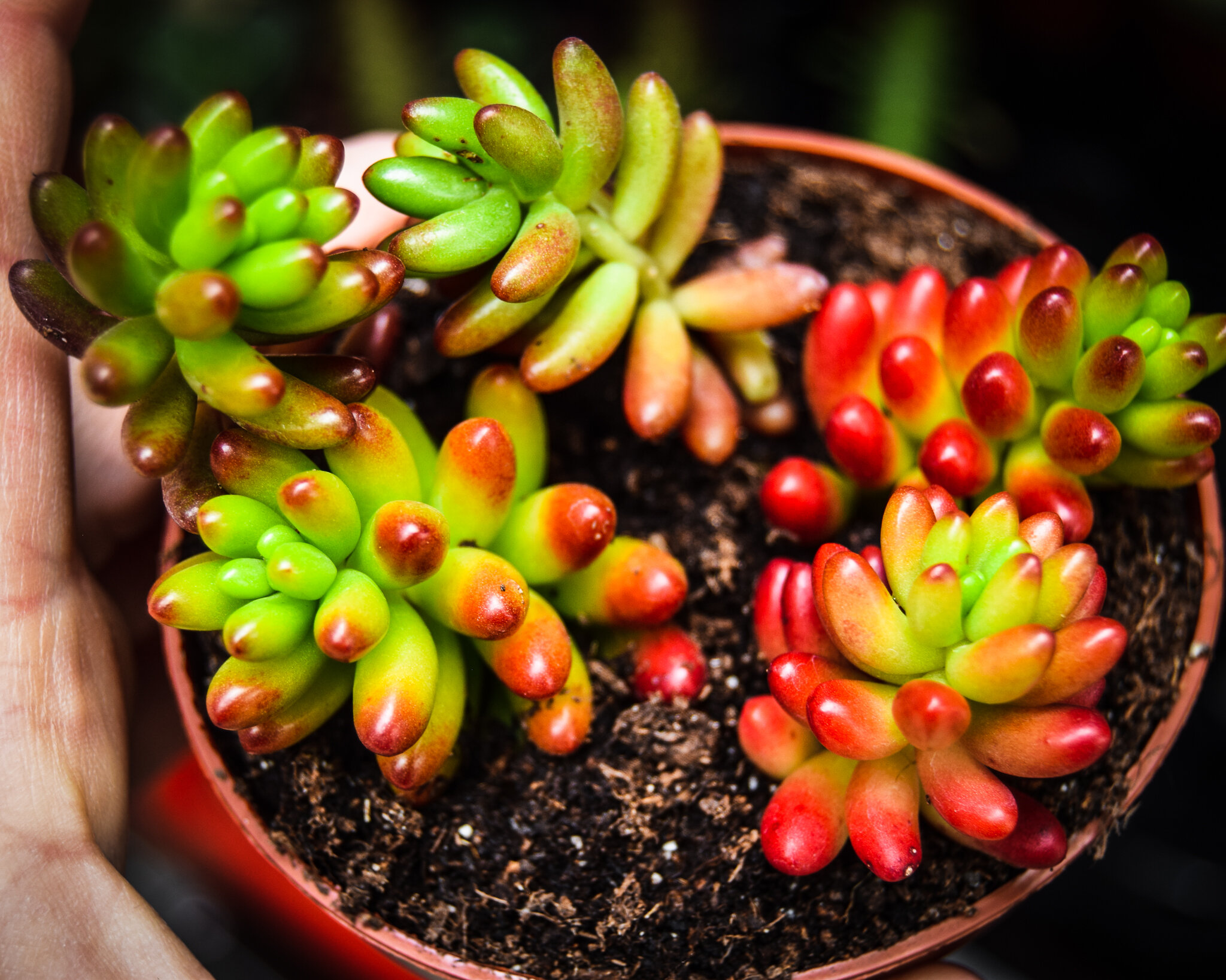 Succulents growing at the greenhouse of a producer