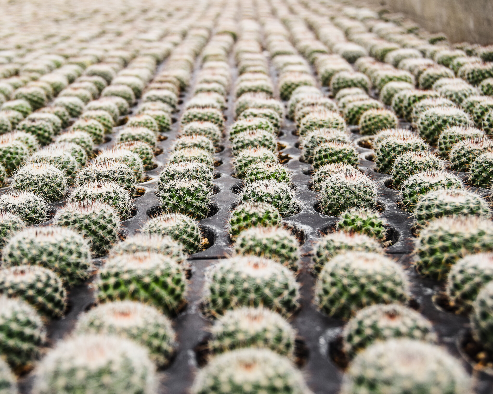 Cacti growing in Guatemala, Palki