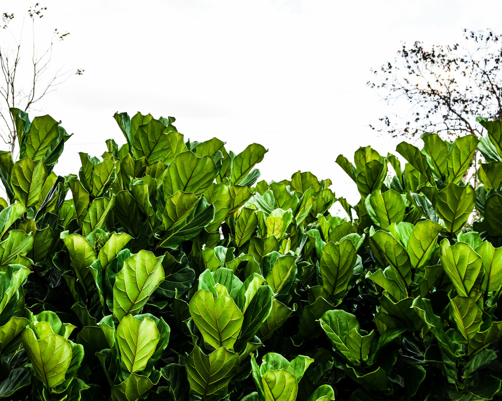 A hedge of Ficus lyrata (Fiddle Leaf Fig) in Costa Rica