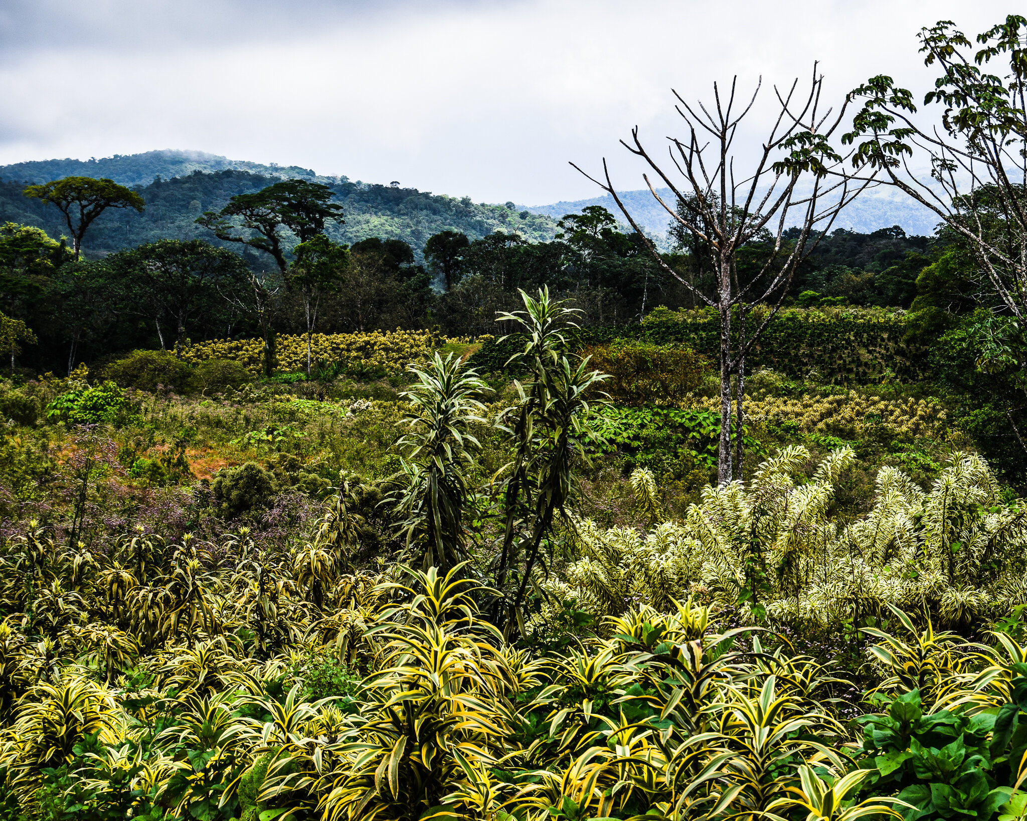Fields of various Dracaenas in the mountains of Costa Rica
