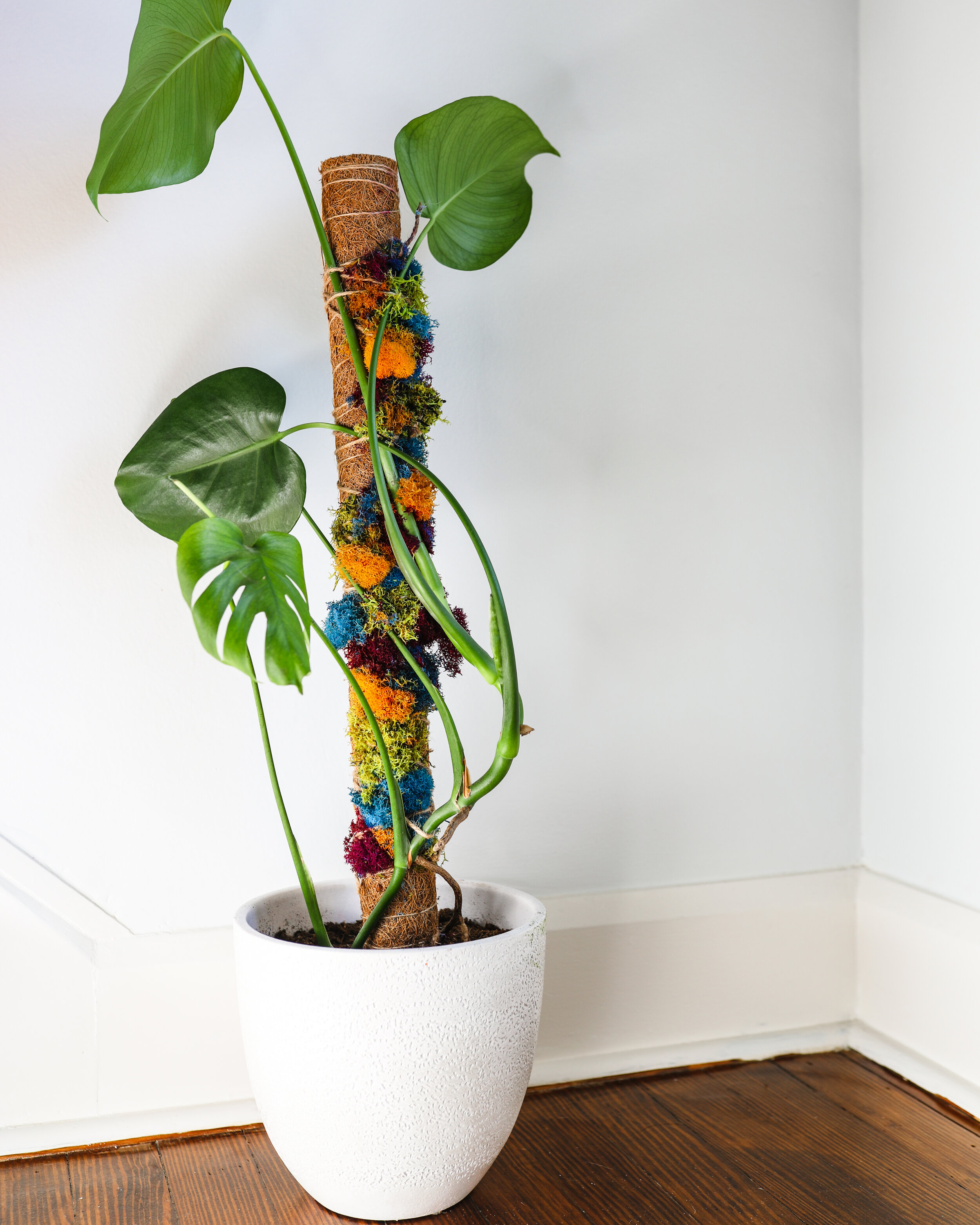 Wild Interiors — How to Make a DIY Moss Pole for Plants