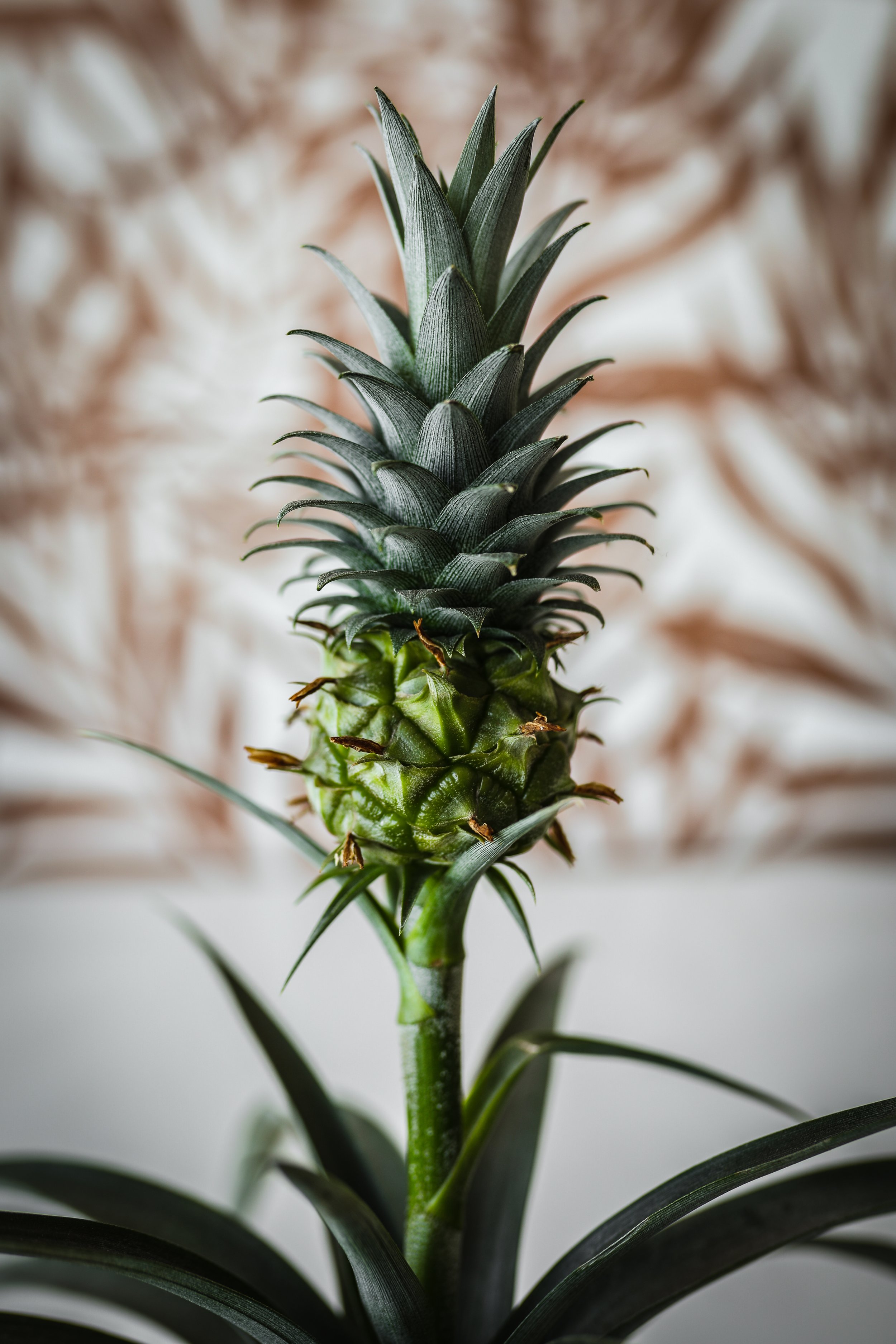 PineappleBromCurated-3.jpg