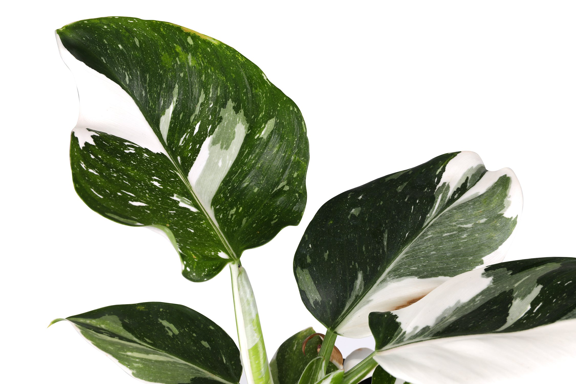 5IN_Philodendron_White_Wizard_GrowerPot_Macro_1022.JPG