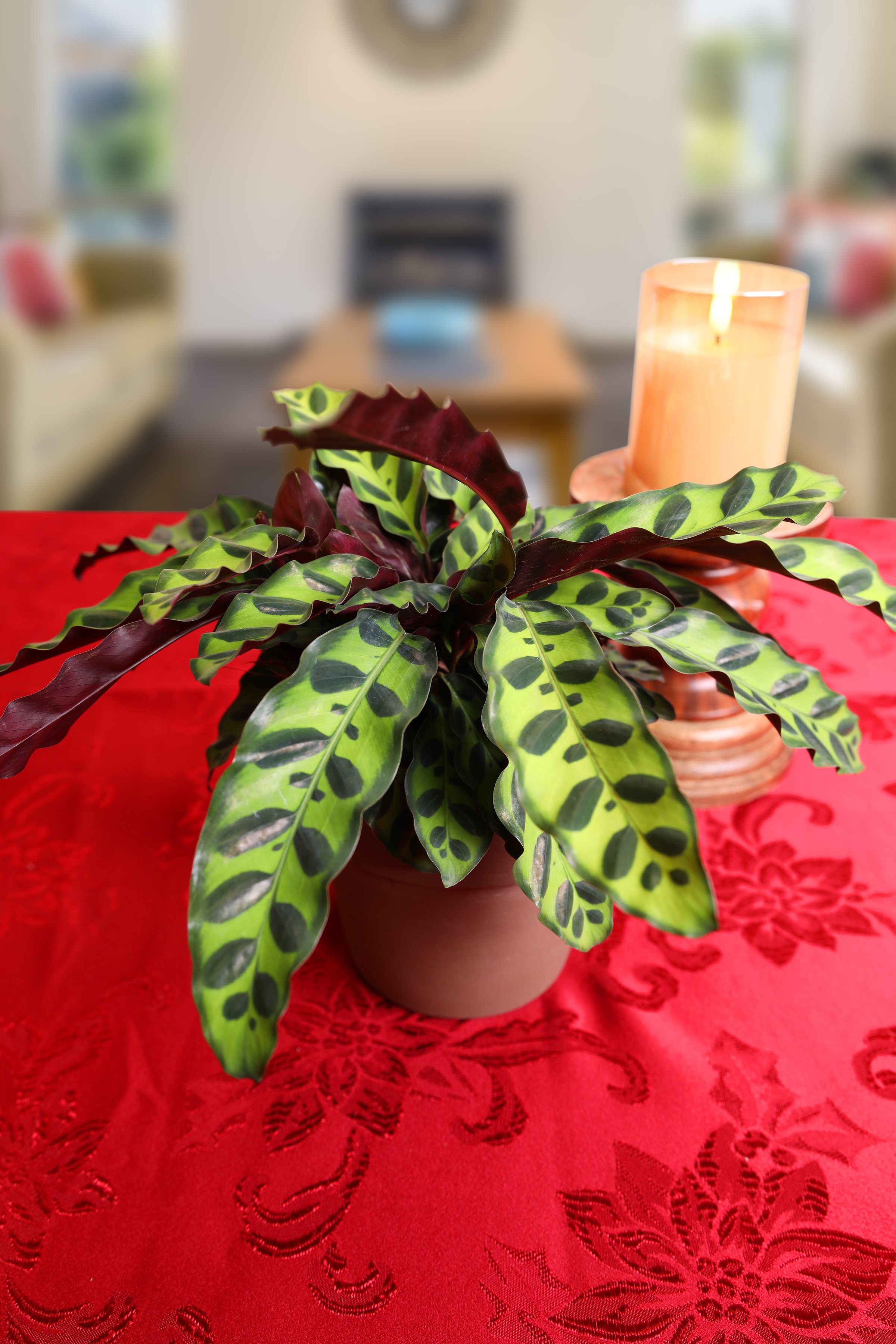 Foliage Tips for Fall