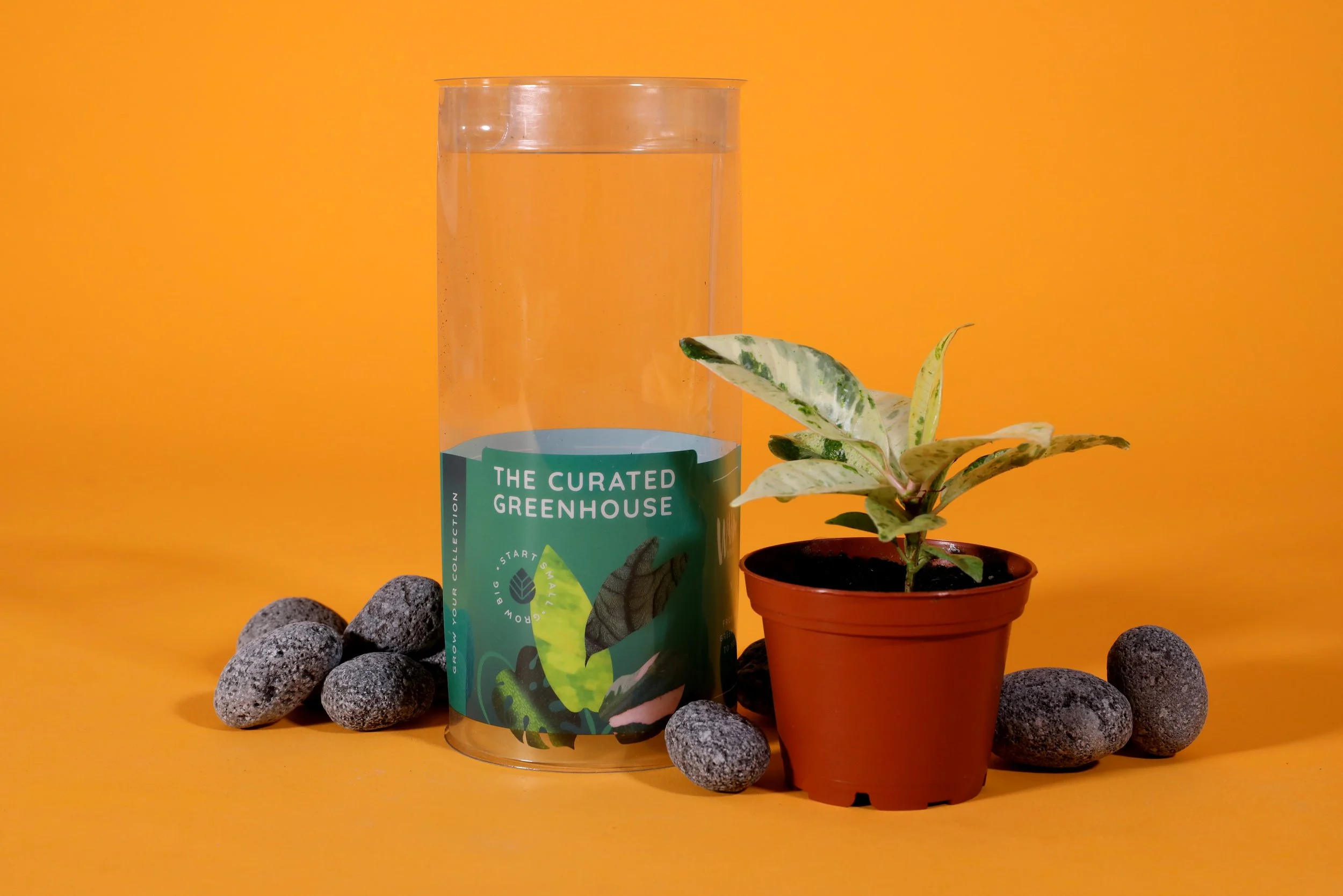 3IN_Target_Curated_Greenhouse_Ficus_Shivereana_w_Packaging_2.JPG