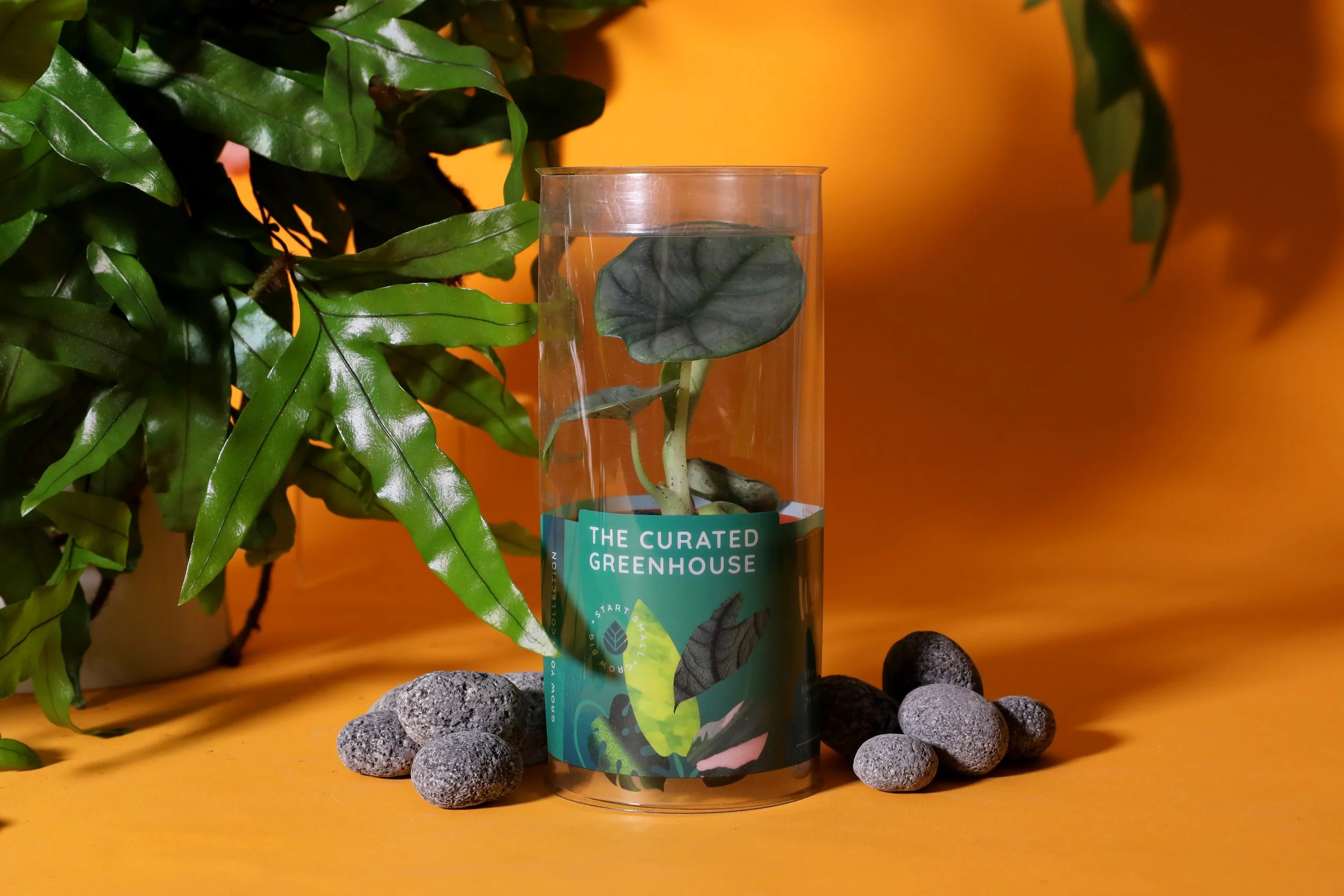 3IN_Target_Curated_Greenhouse_Alocasia_Silver_Nebula_in_Packaging_3.JPG