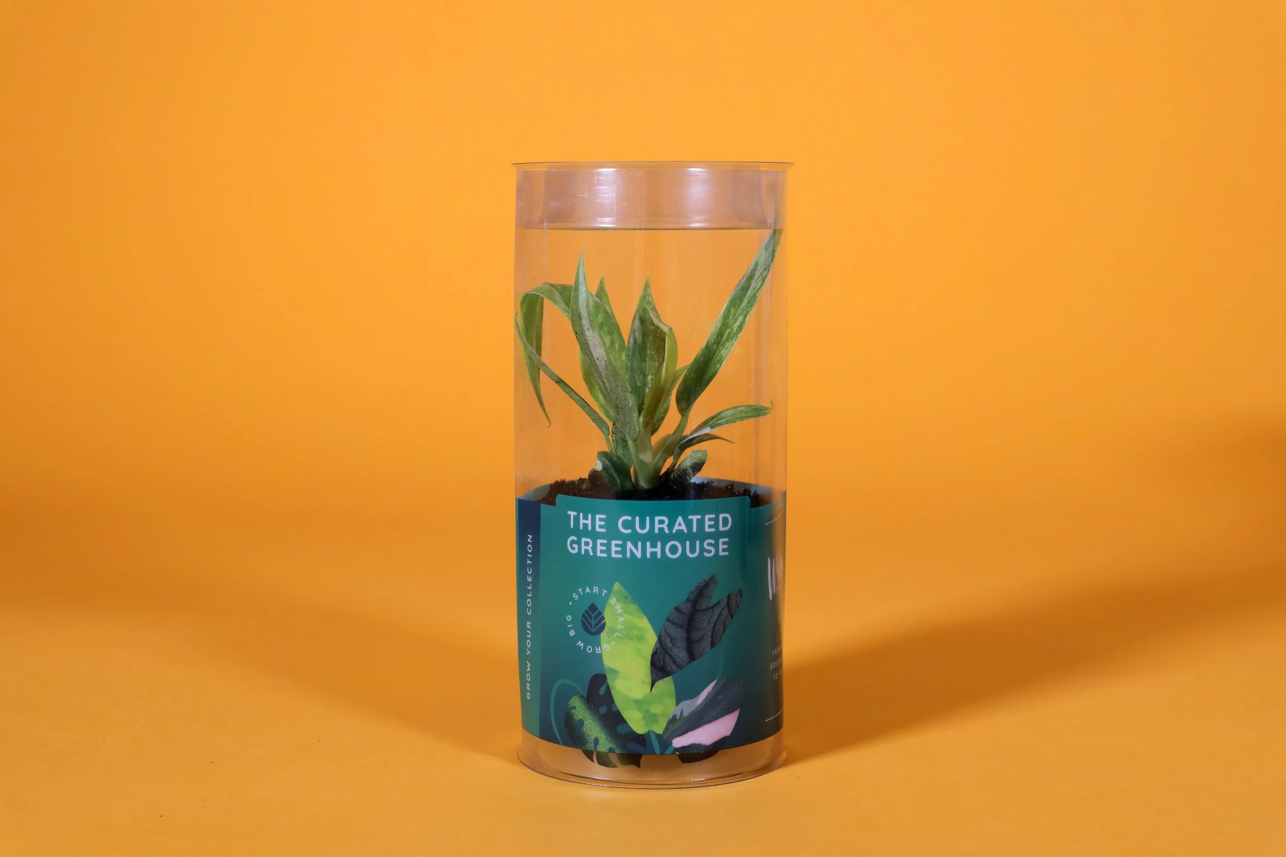 3IN_Target_Curated_Greenhouse_Philodendron_Ring_of_Fire_in_Packaging.JPG