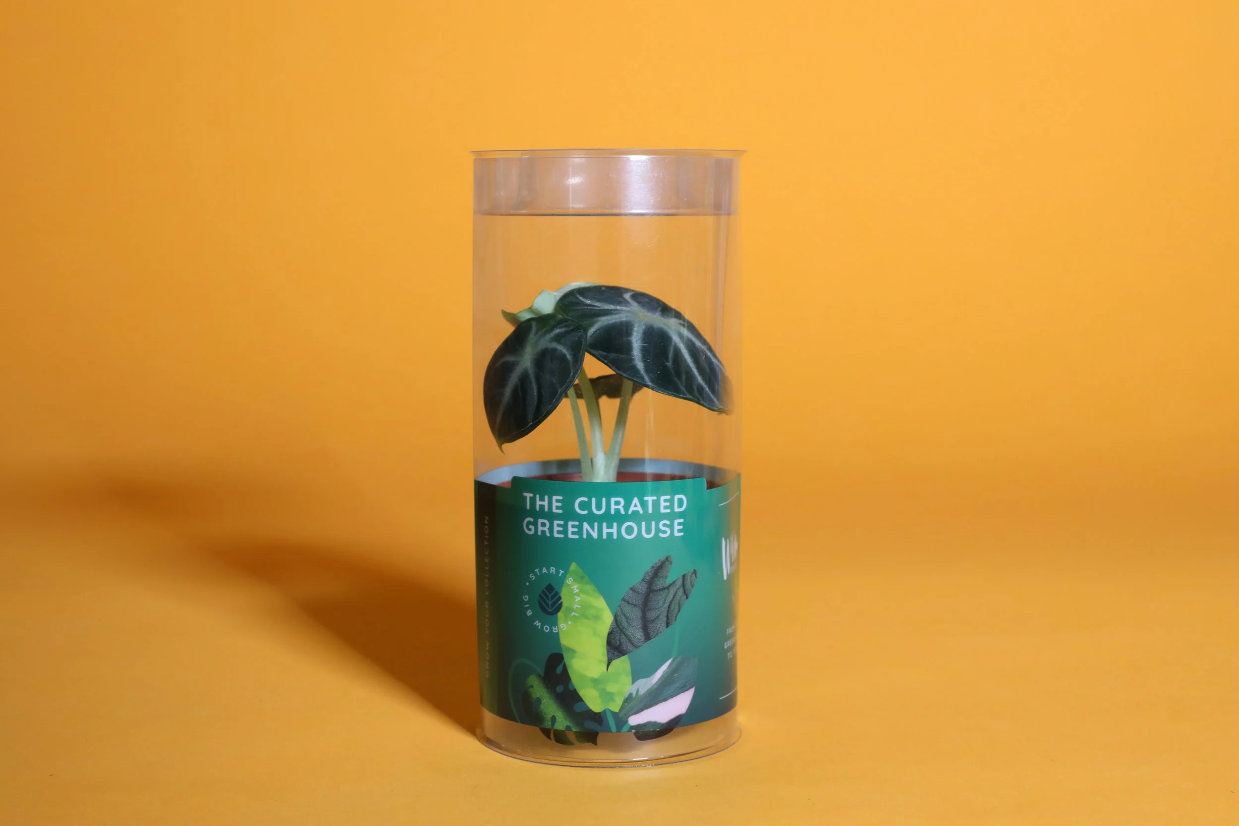 3IN_Target_Curated_Greenhouse_Alocasia_Ninja_in_Packaging.JPG