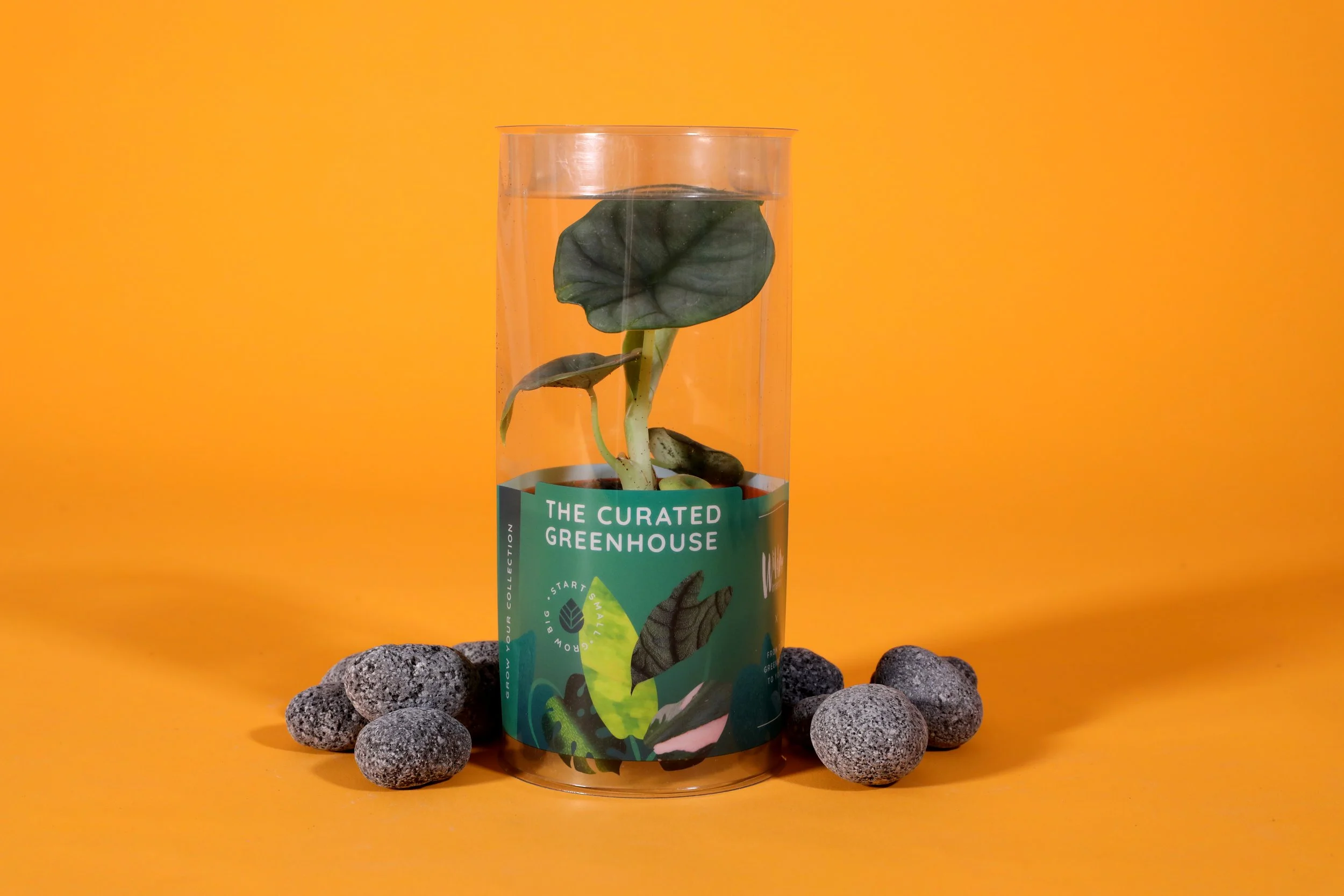 3IN_Target_Curated_Greenhouse_Alocasia_Silver_Nebula_in_Packaging_1.JPG