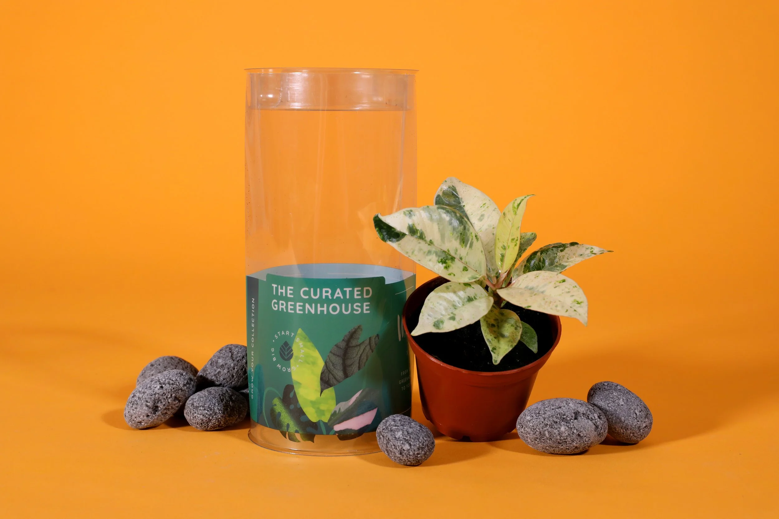 3IN_Target_Curated_Greenhouse_Ficus_Shivereana_w_Packaging_3.JPG