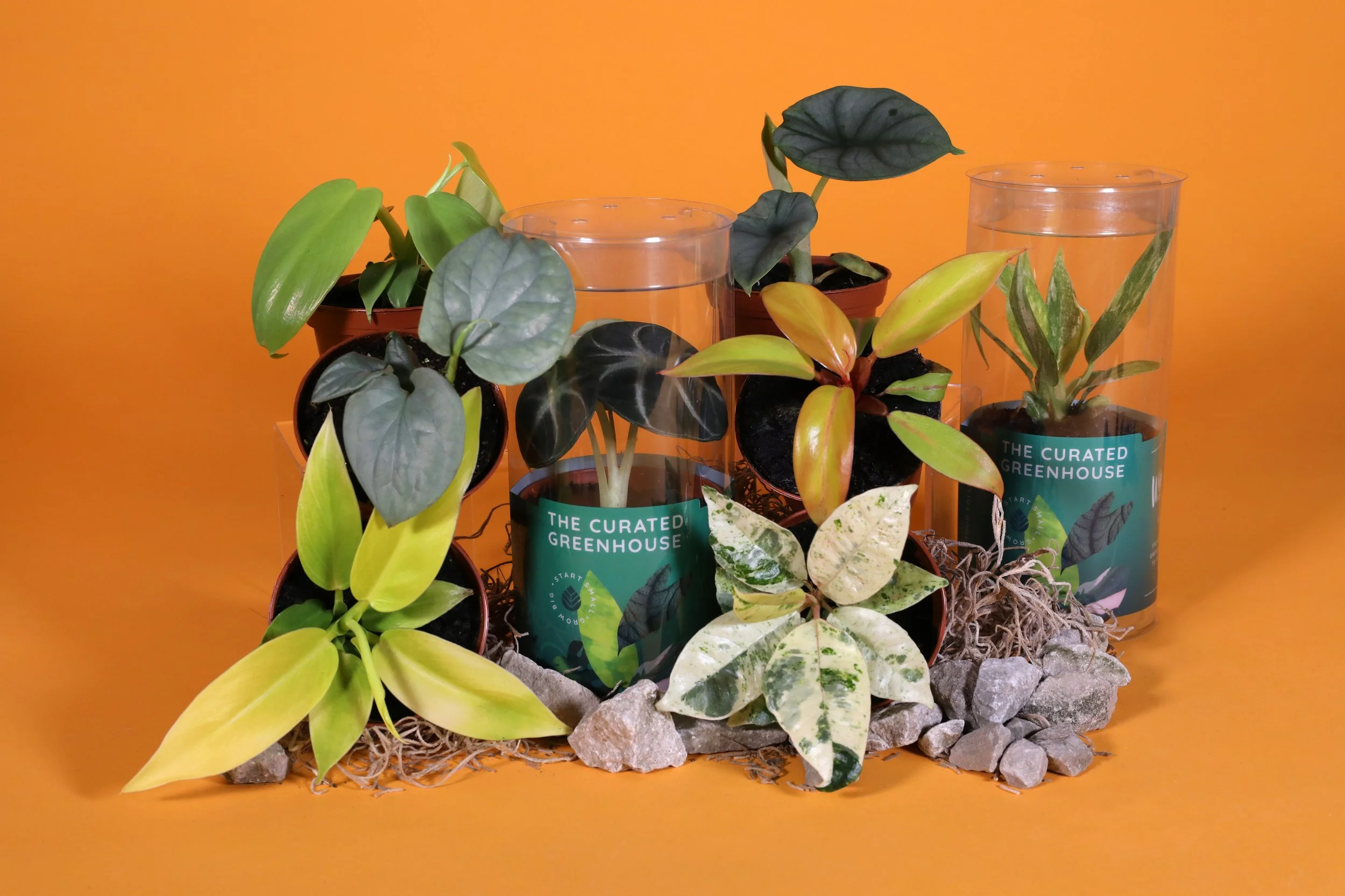 3IN_Target_Curated_Greenhouse_w_Packaging_Group_Lifestyle_9.JPG