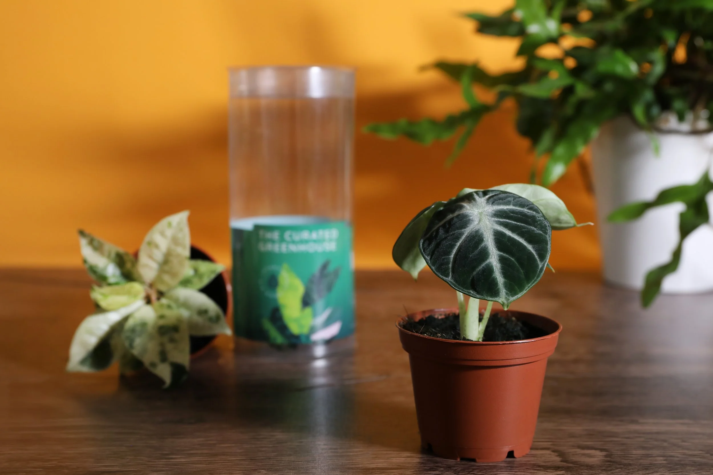3IN_Target_Curated_Greenhouse_w_Packaging_Group_Lifestyle_12.JPG
