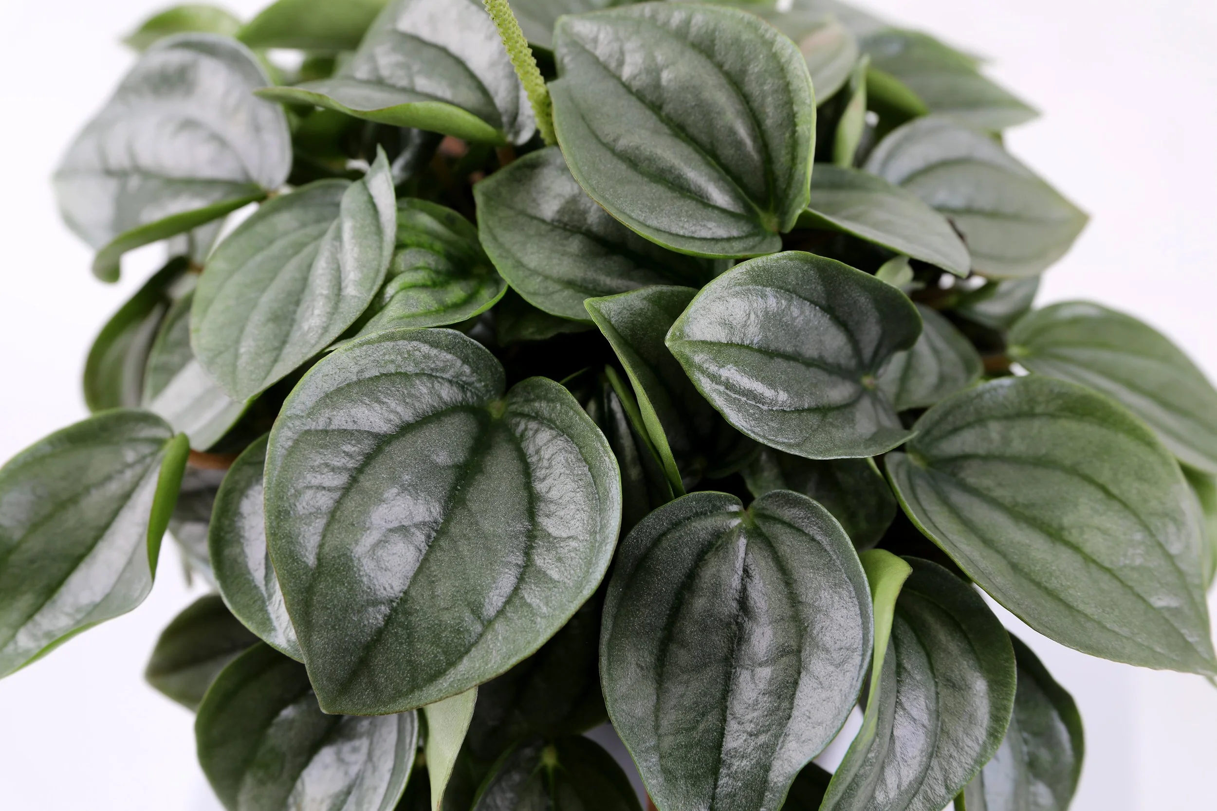 Wild Interiors — Peperomia Care and Varieties