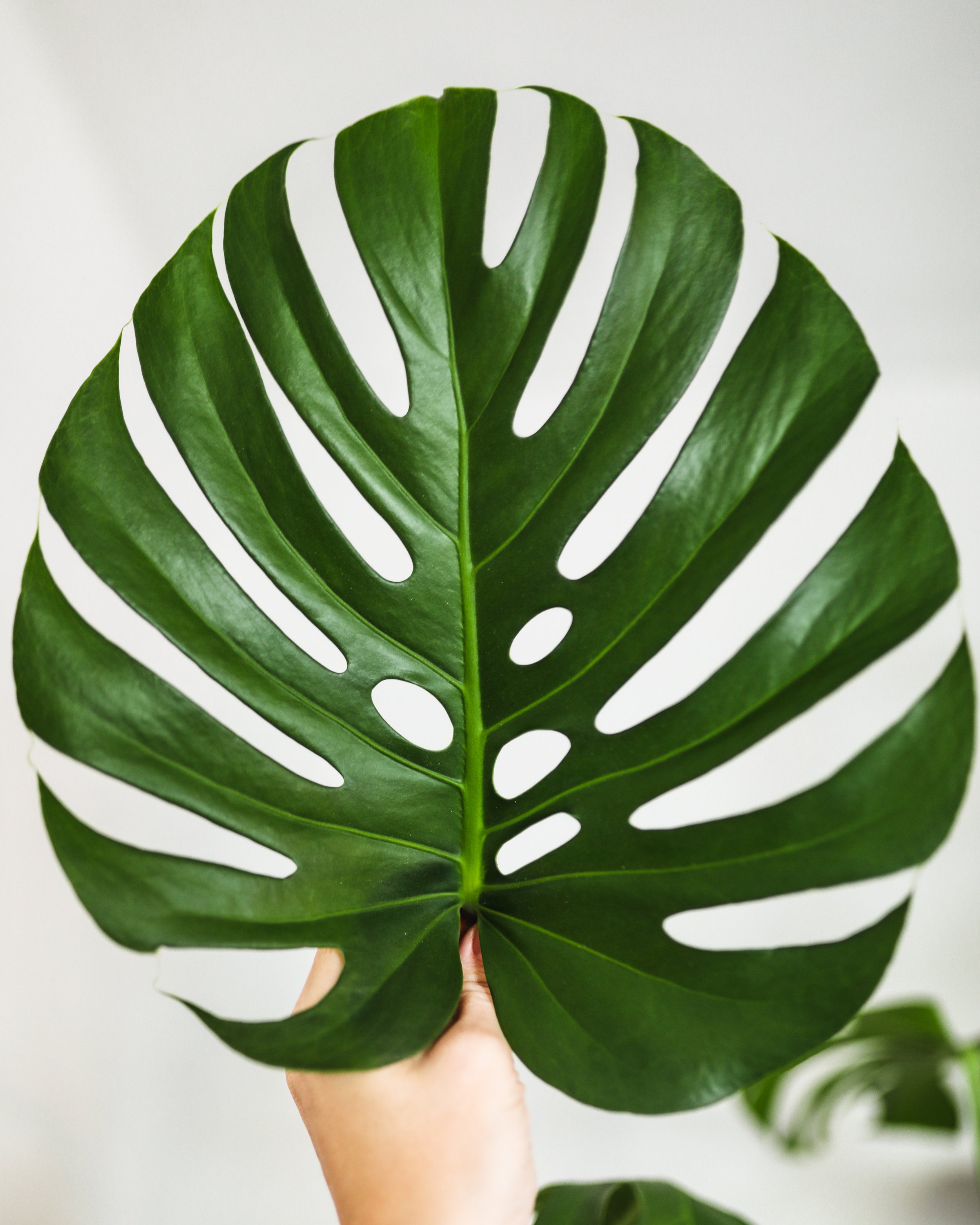 wild interiors — monstera care and how to get holey leaves