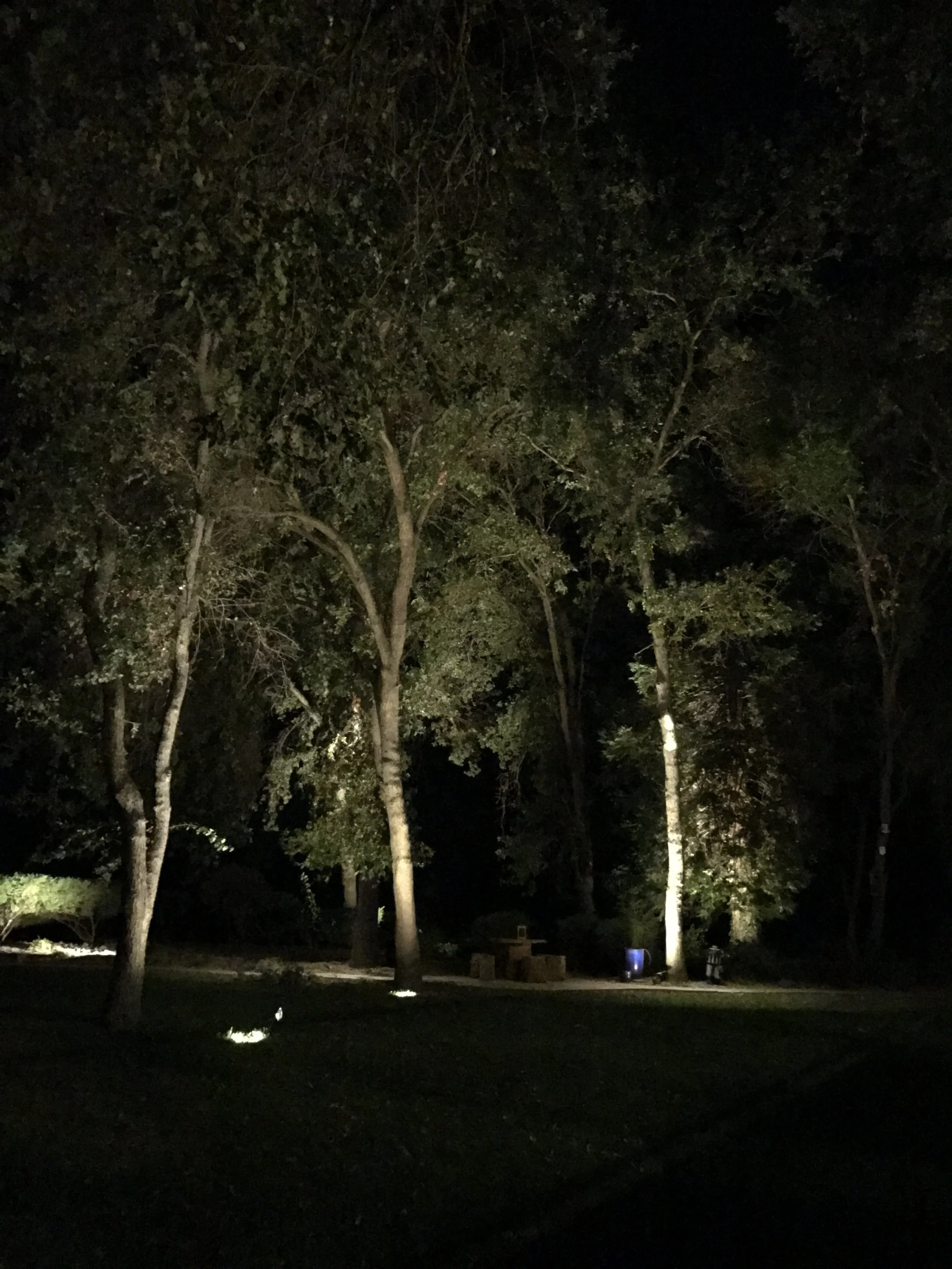 In grade fixtures illuminate these oak trees from the grass