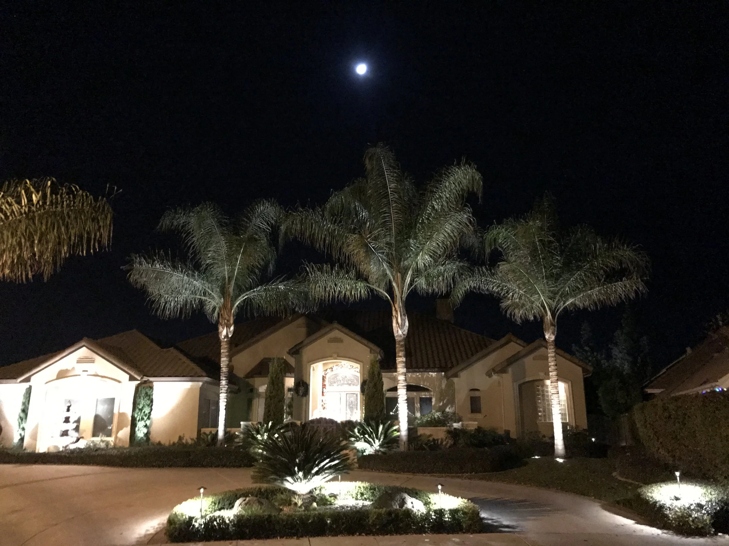 Uplighting the palm trees reveals their canopies