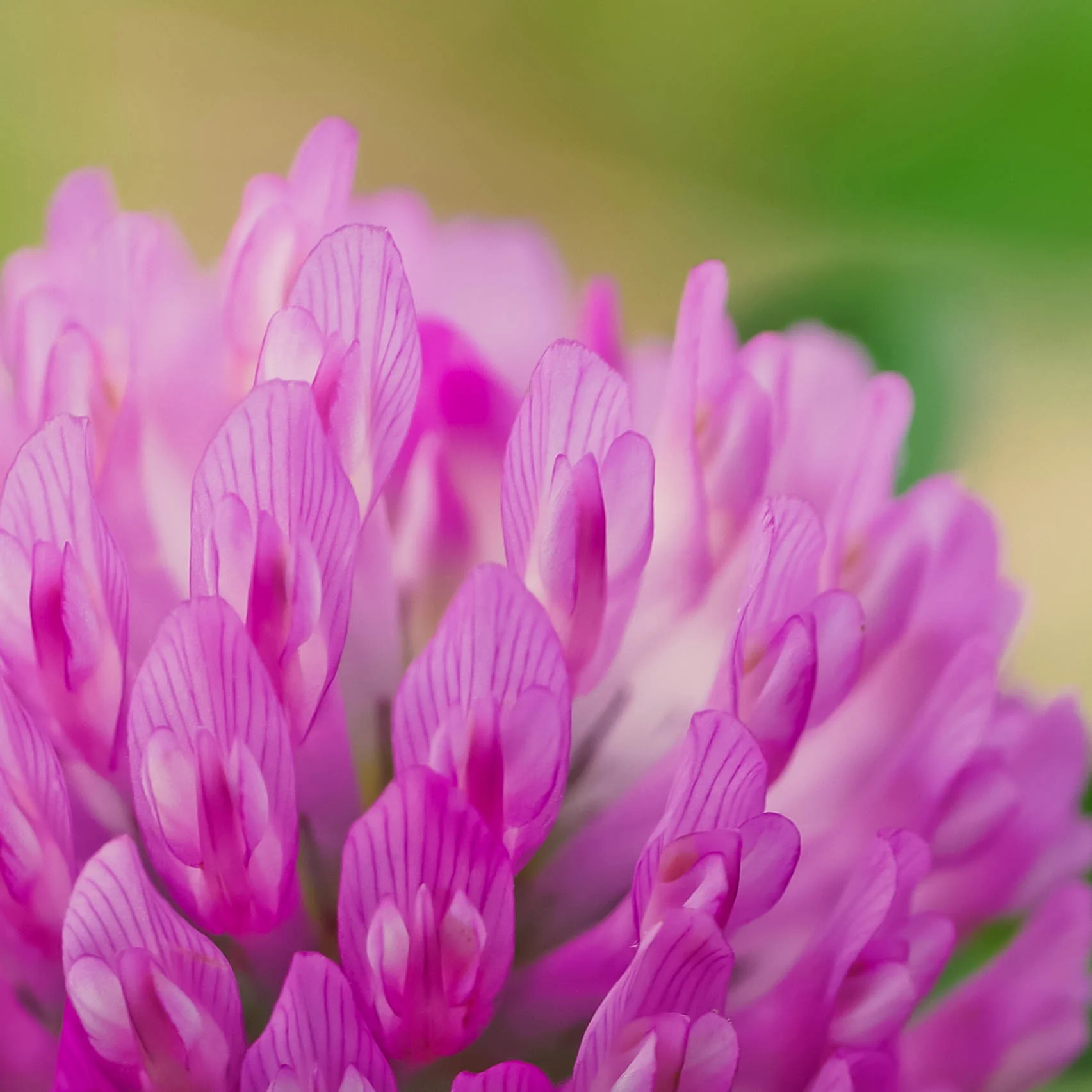 Nature Flowers Purple-3.jpg