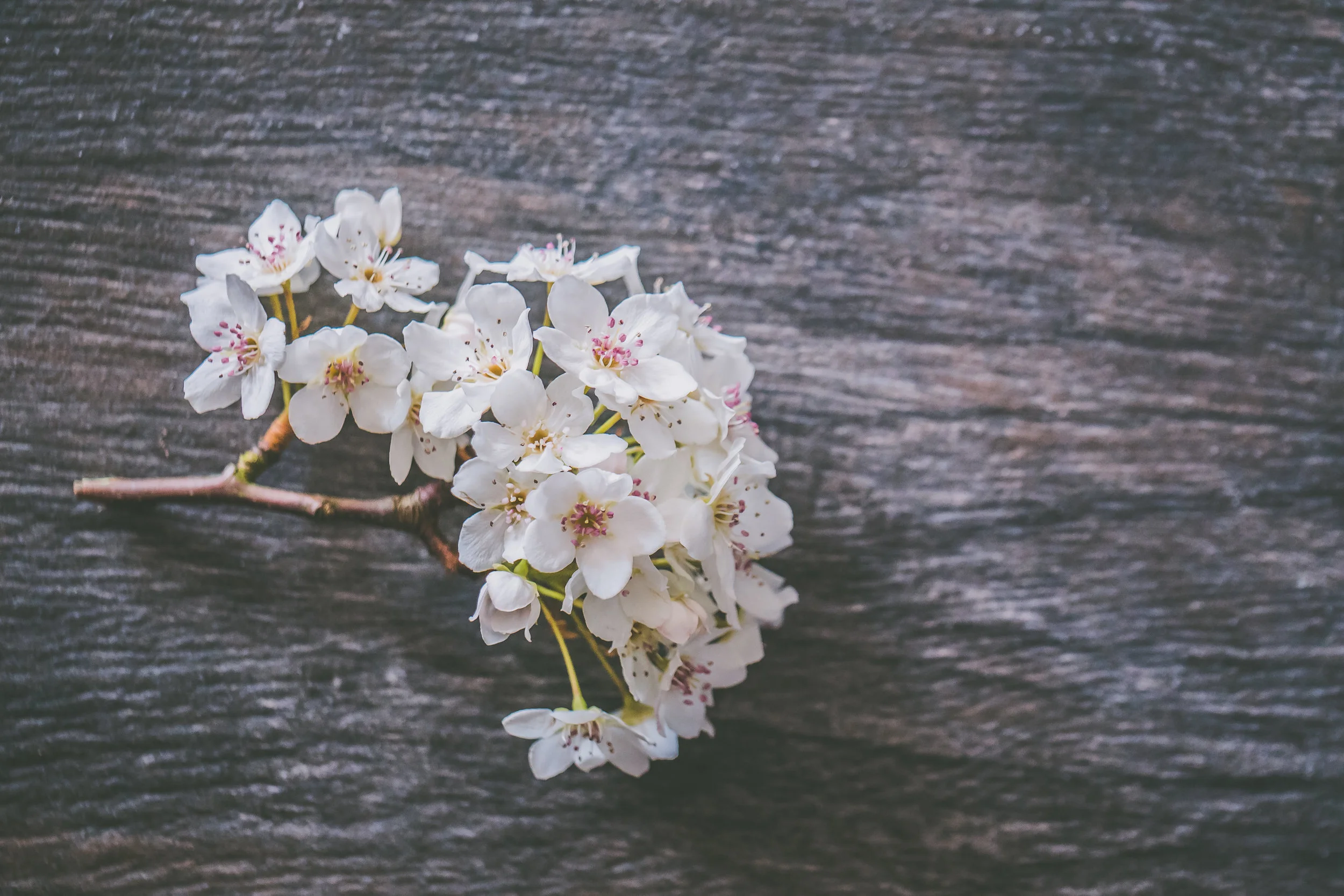 Spring Flowers Full Res-1.jpg