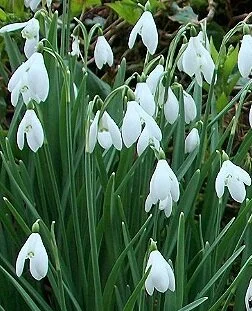 Inspiration Snowdrops 