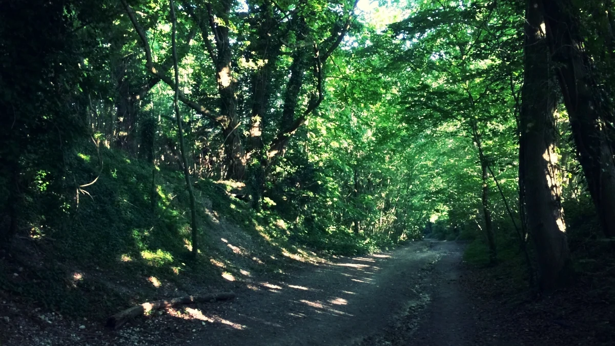 Run: Hill Reps