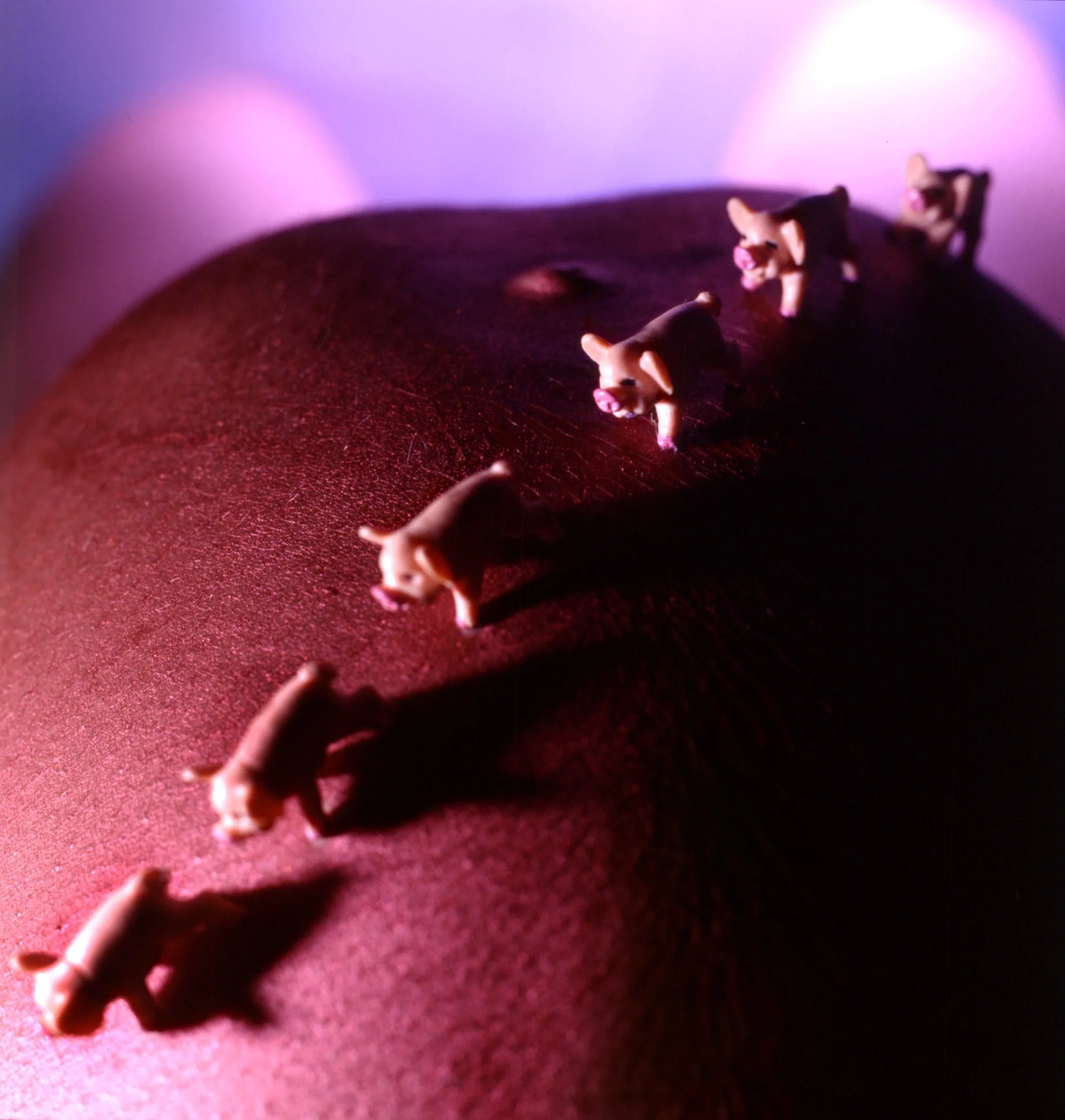 Little pigs-1998_web.jpg